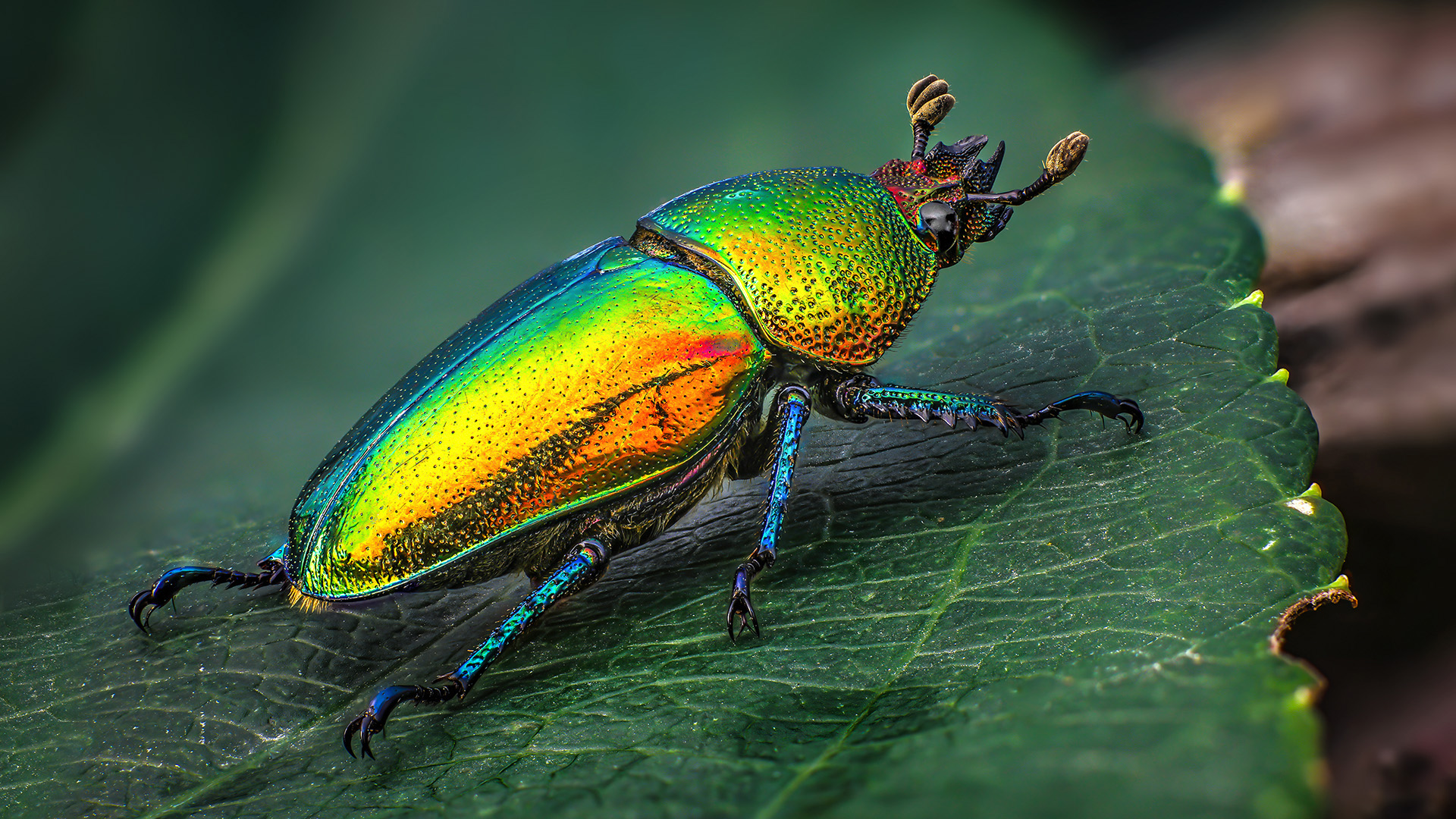 Lamprima adolphinae - femmina