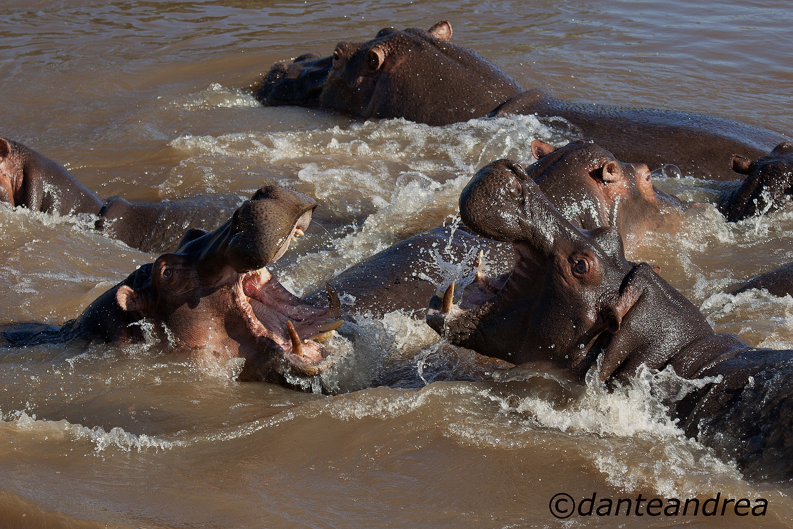 Battle of the giants