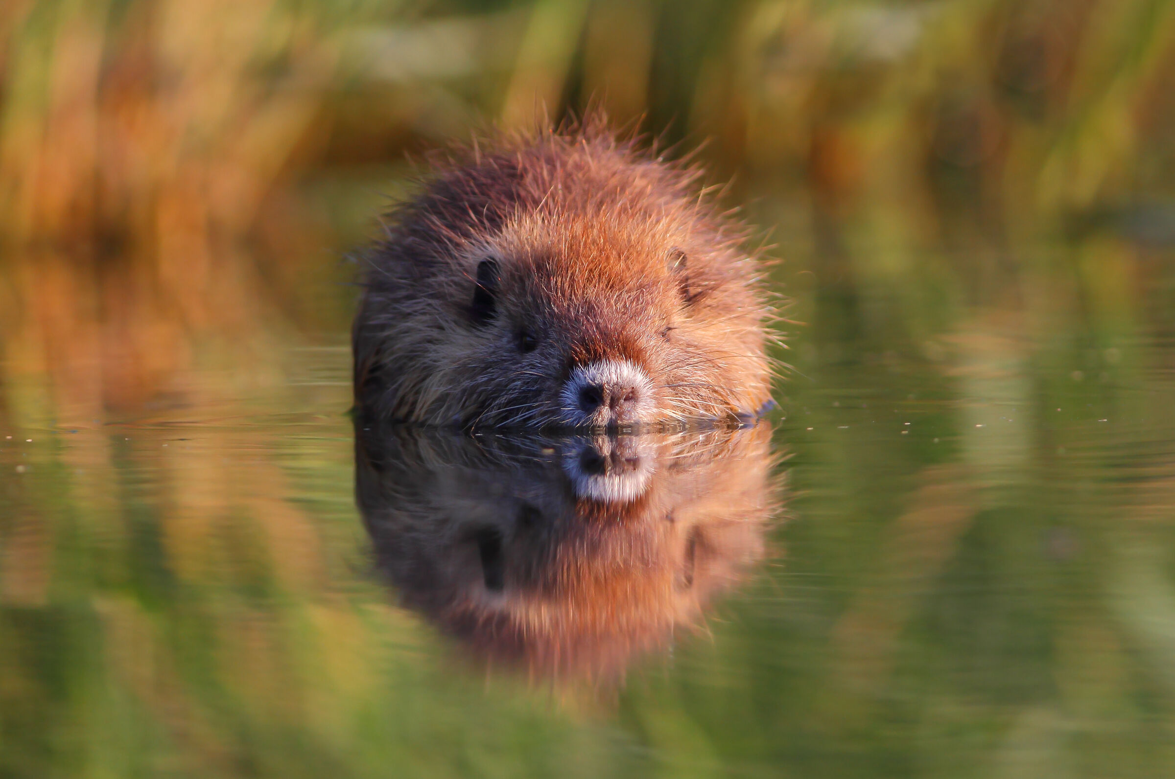 Nutria