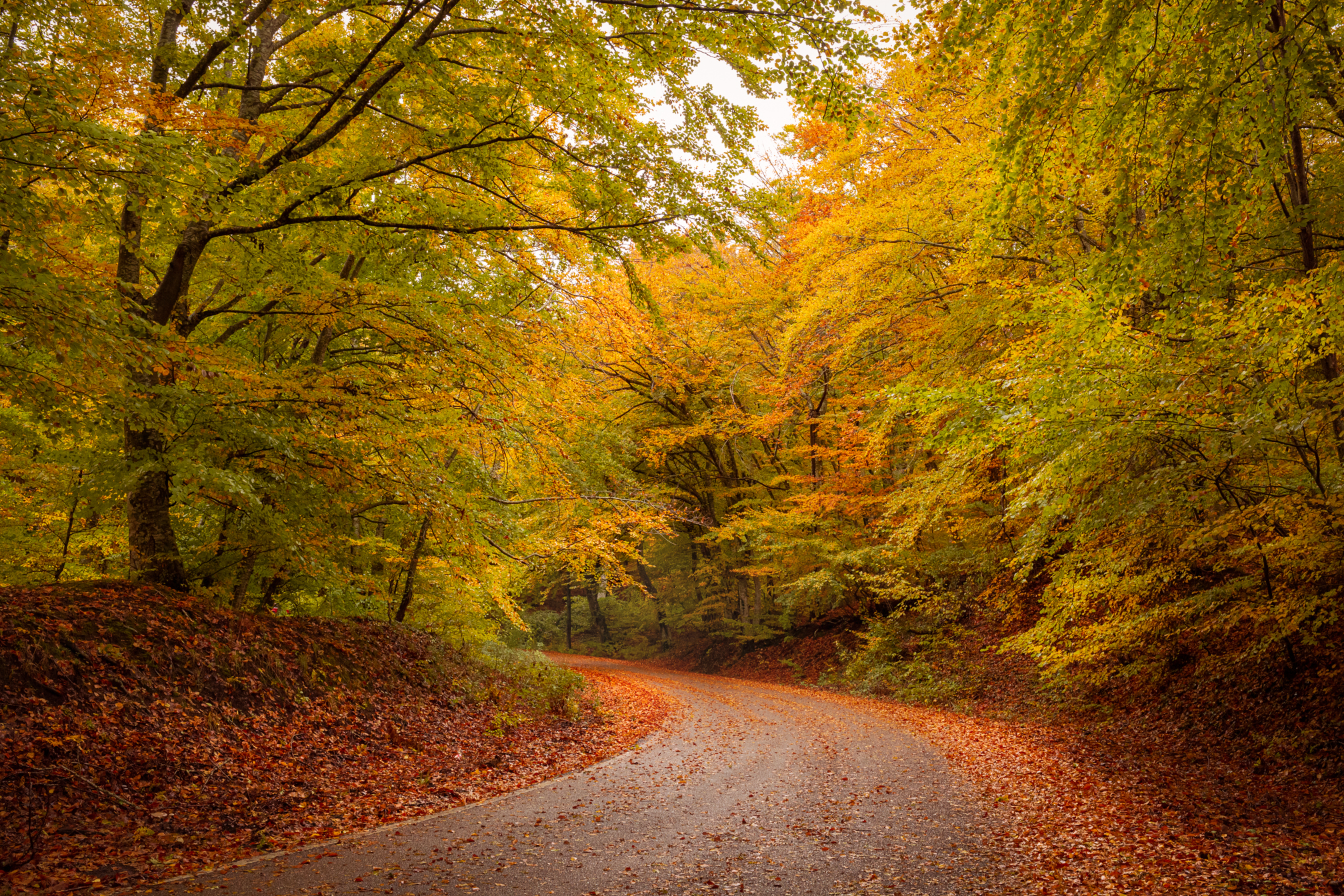 Monte Fogliano, Autunno 2019