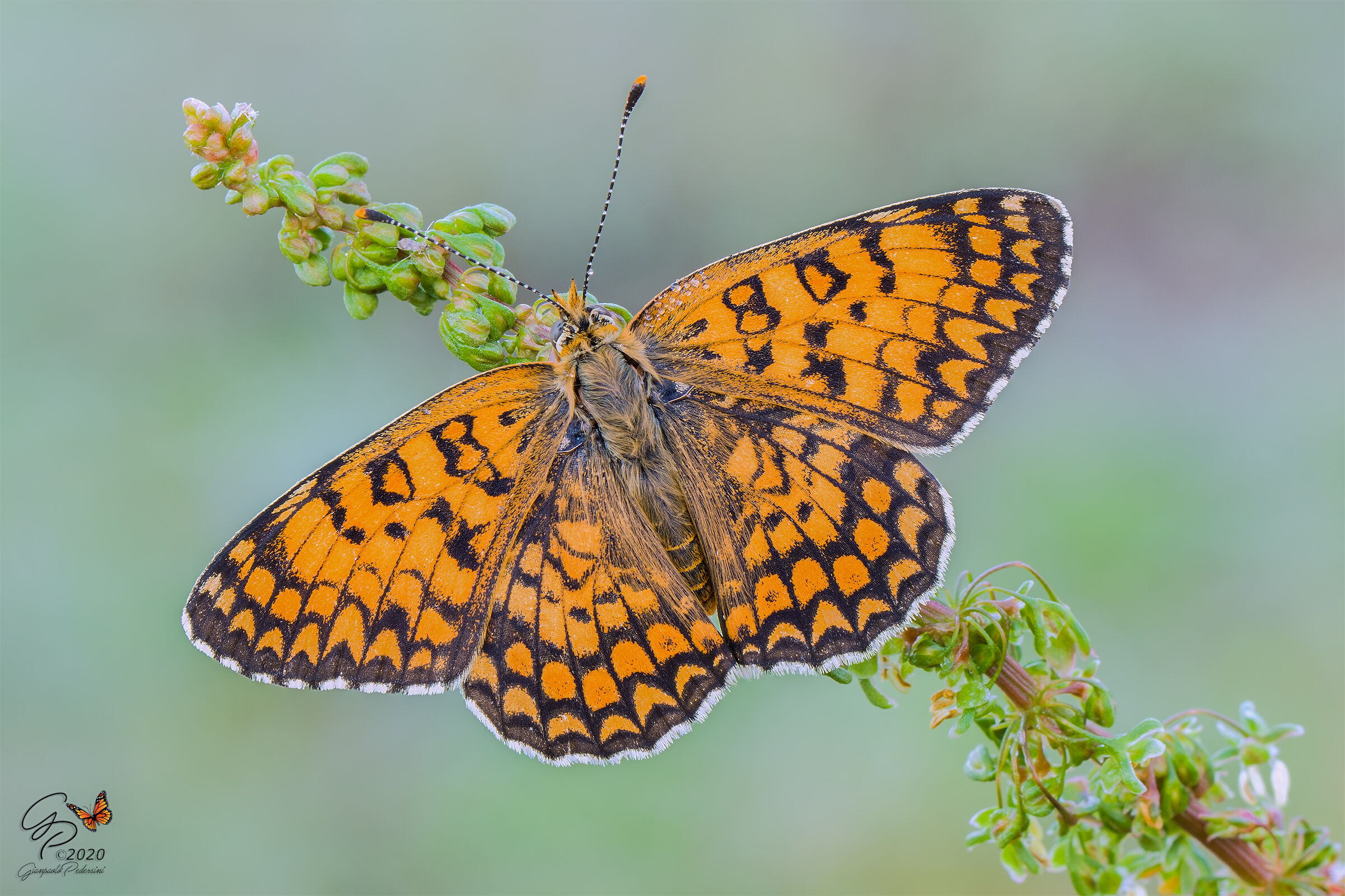 Before you take flight