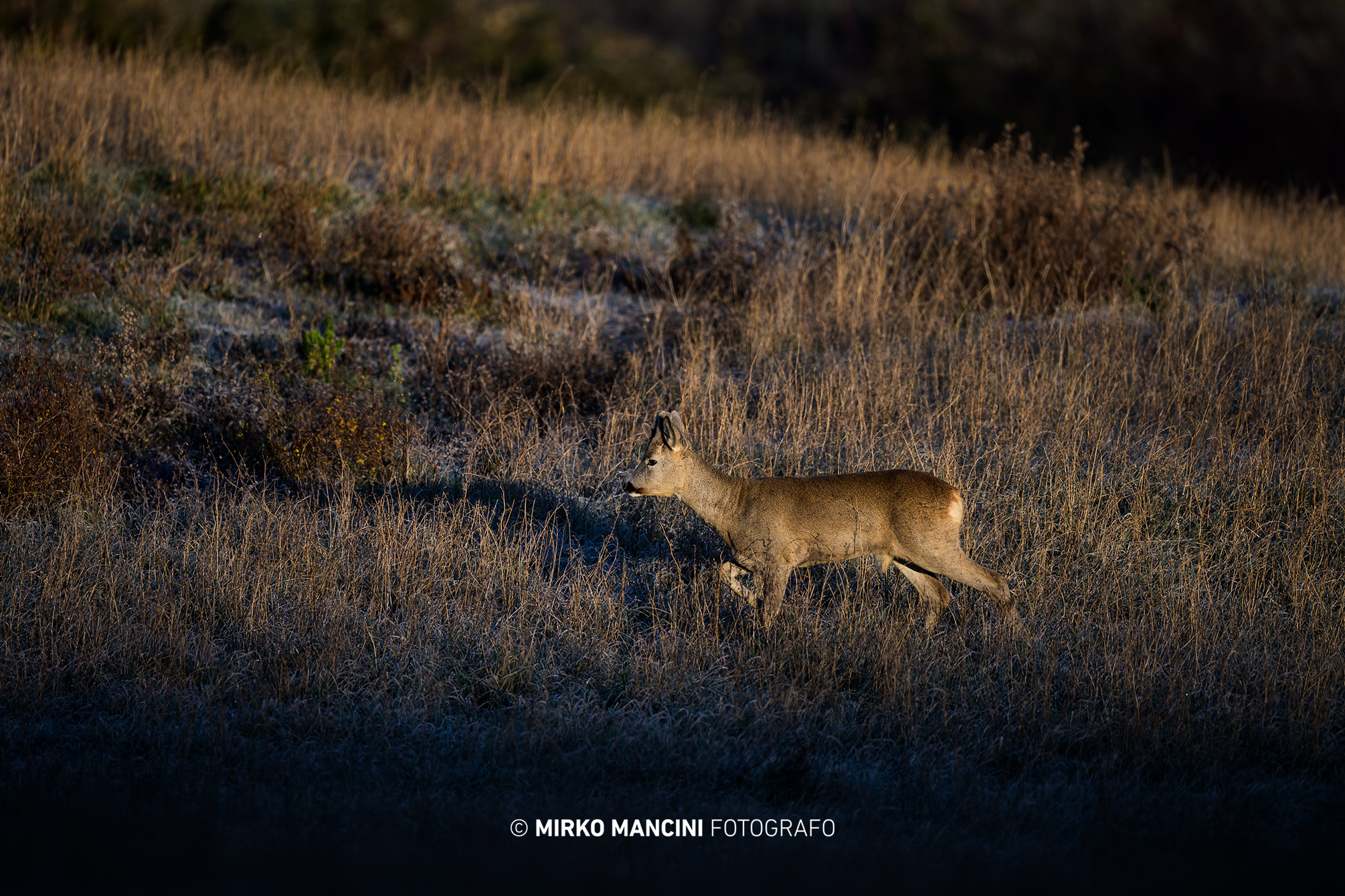 Il capriolo all'alba.
