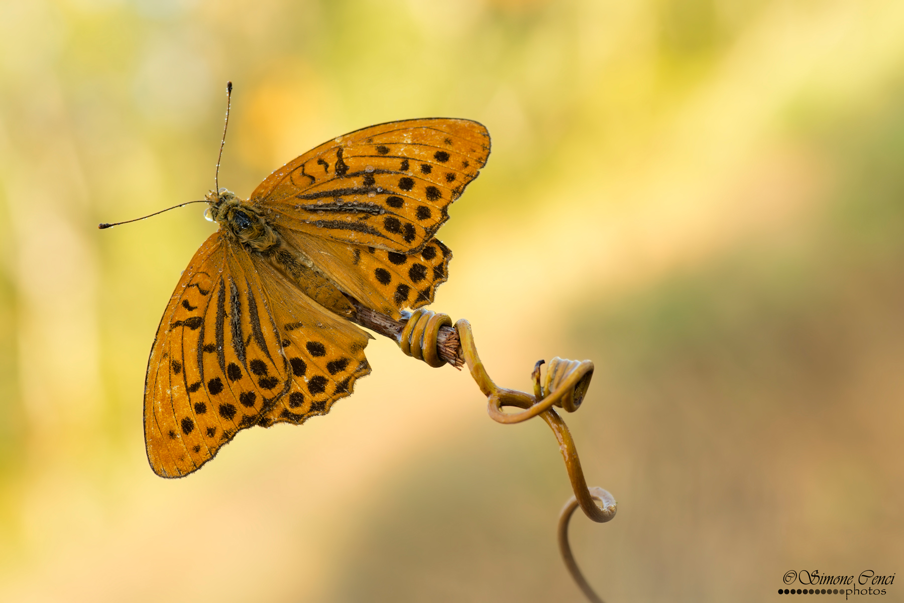 Argynnis paphia