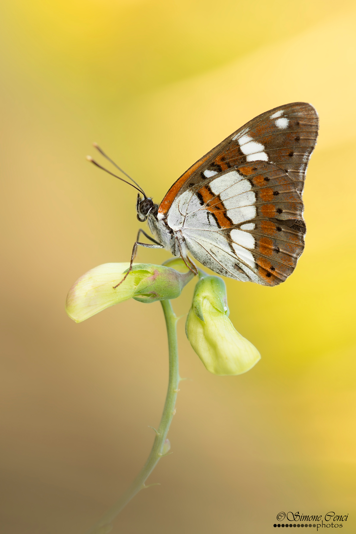 Limenitis reducta