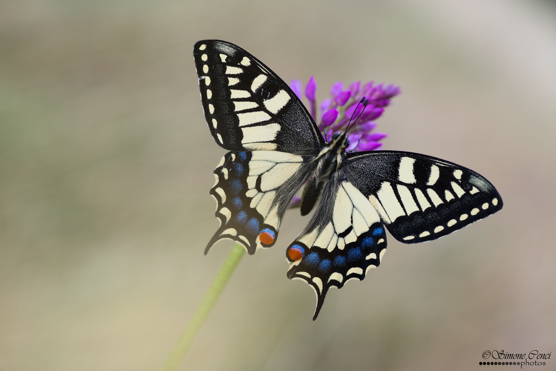 Papilio machaon