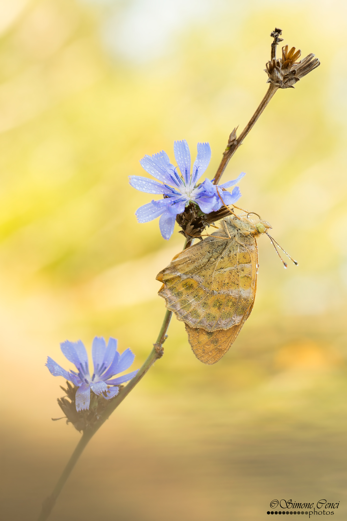 Argynnis paphia