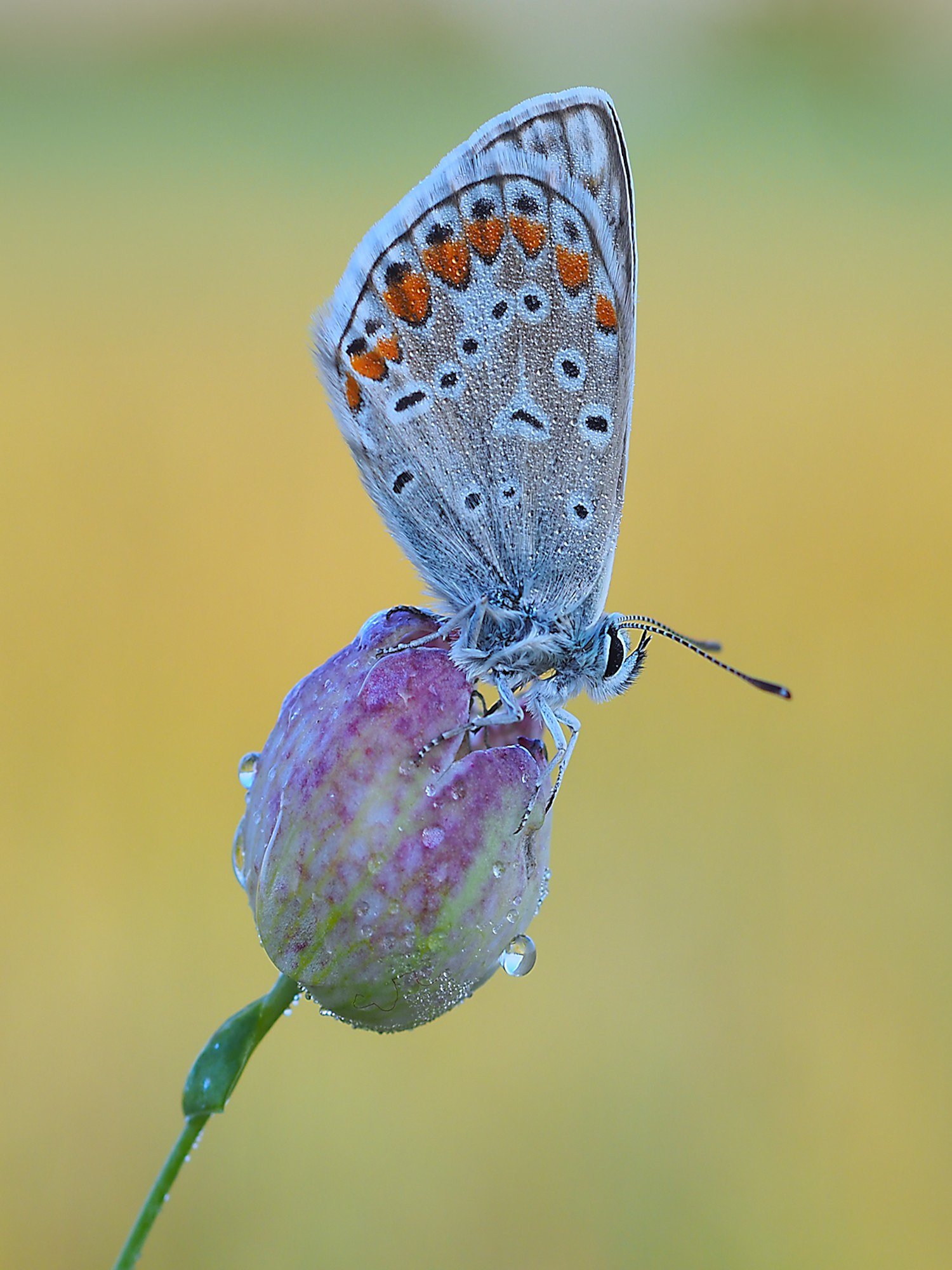 Polyommatus icarus