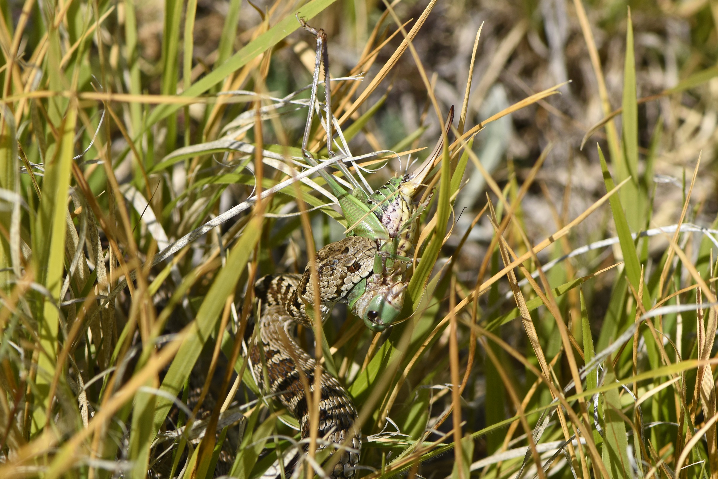 Viper orsini with Decticus verrucivorus