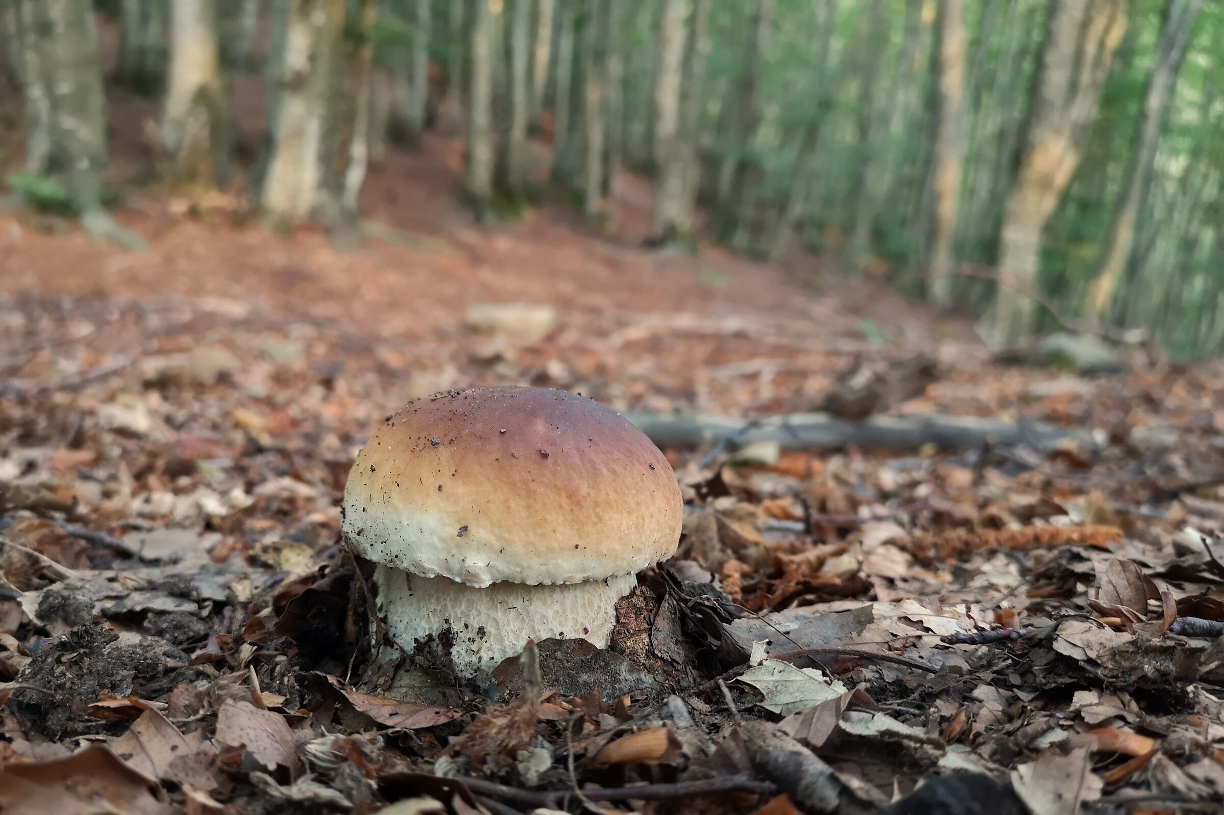 Le meraviglie del bosco.