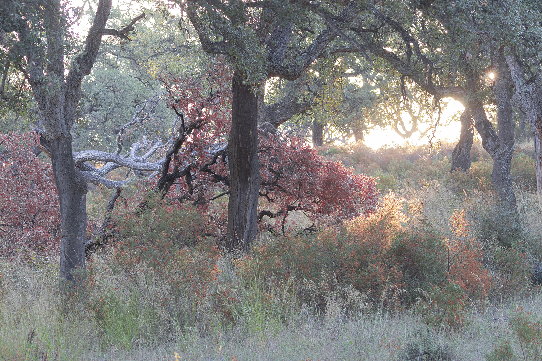 La magia del bosco di sughere
