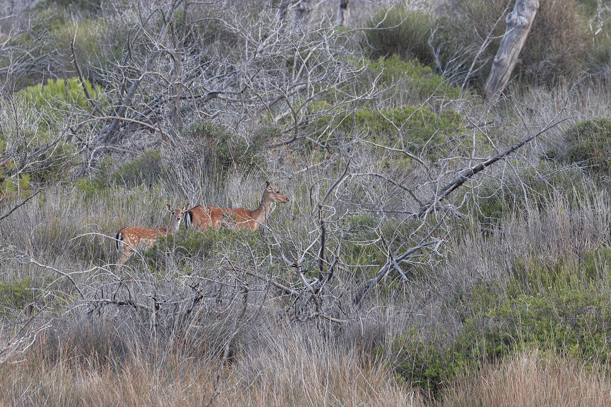 Nel fitto della macchia