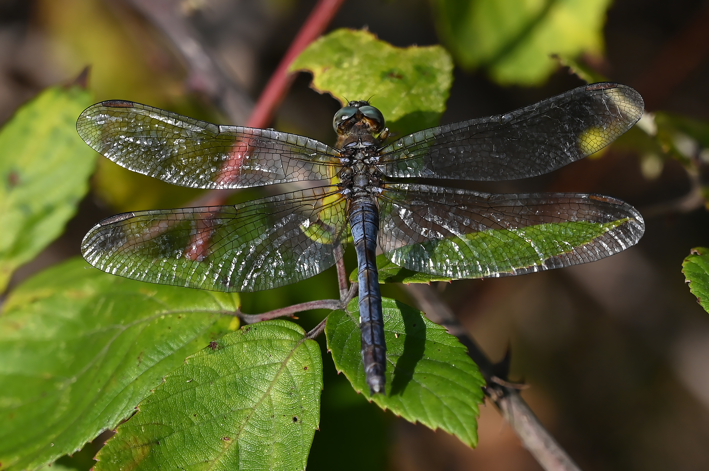 orthetrum coerulescens femmina