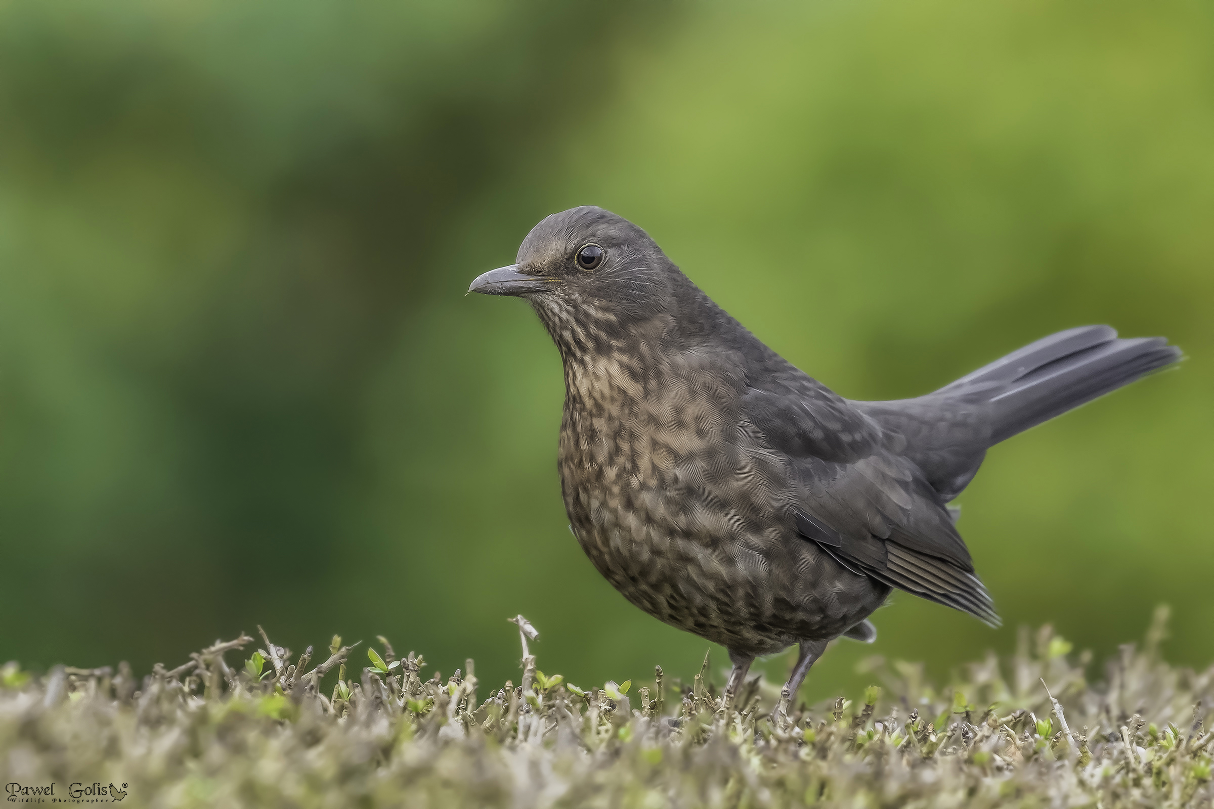 Merlo comune (Turdus merula)