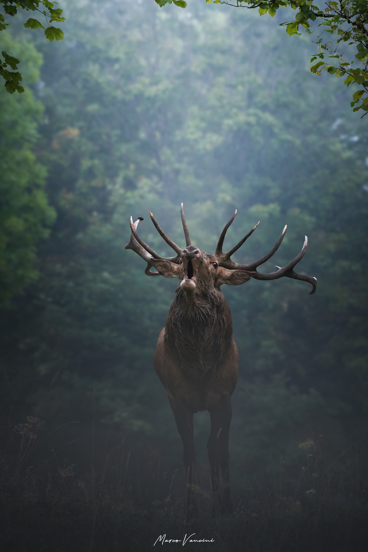 Il richiamo dalla foresta