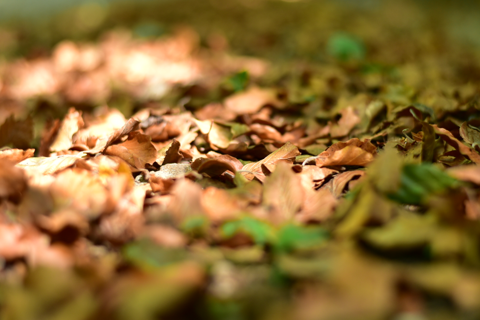 Autumn in the Orc Valley