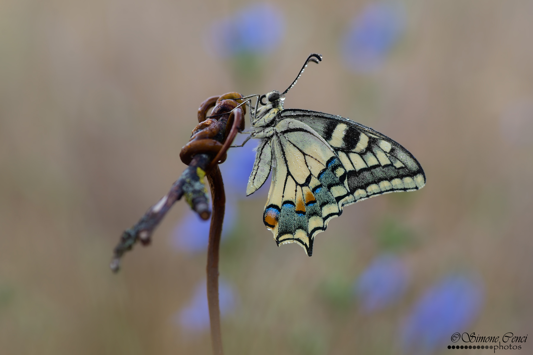 Papilio machaon
