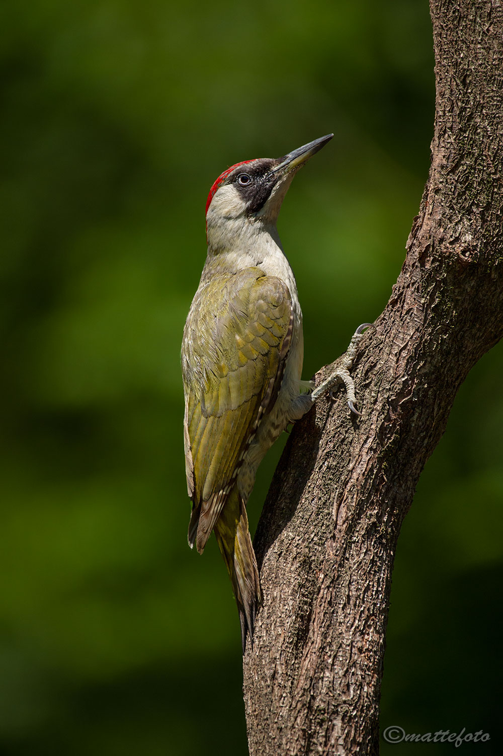 Picchio verde femmina ( Picus viridis )