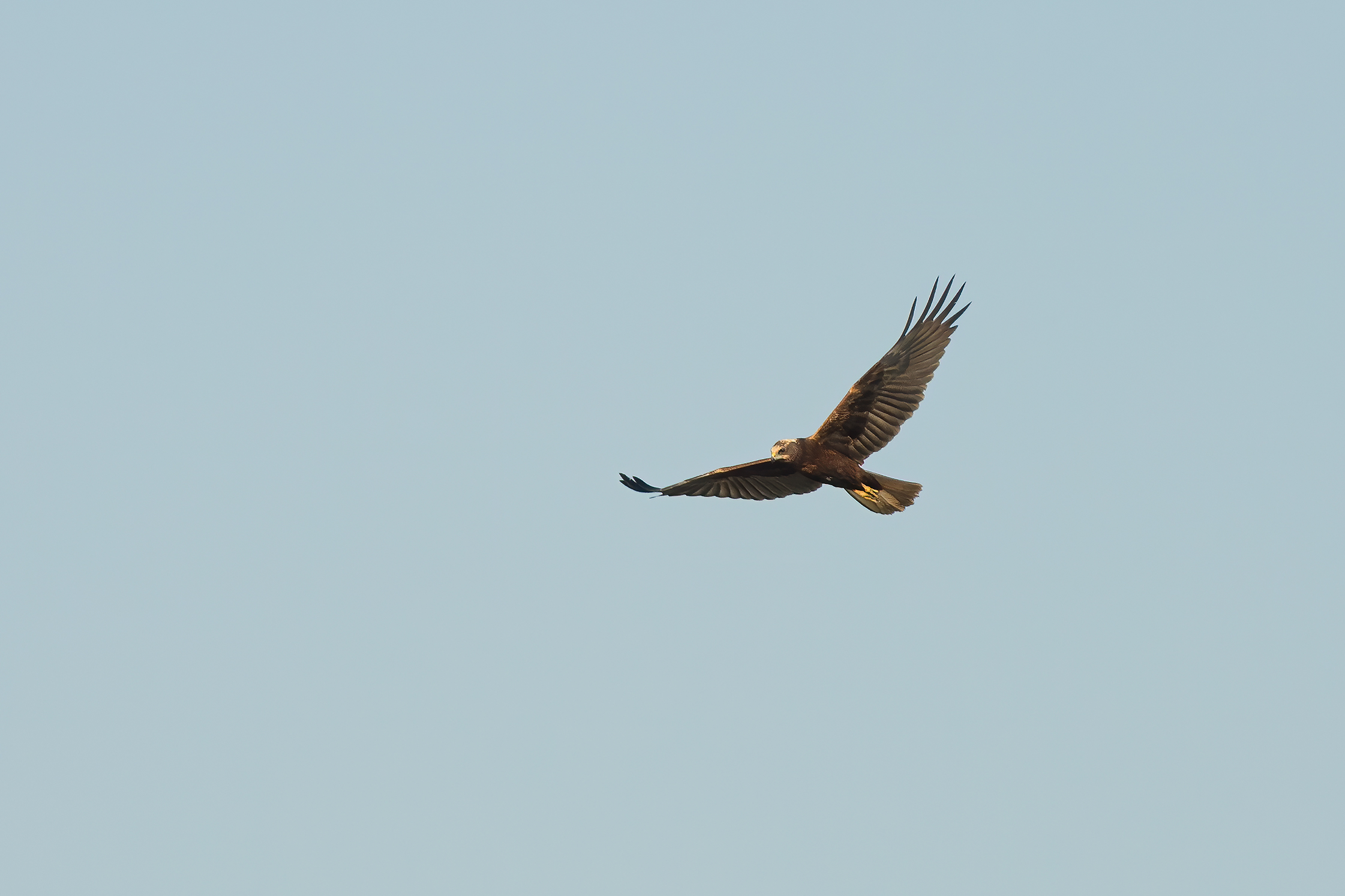 Falco di palude
