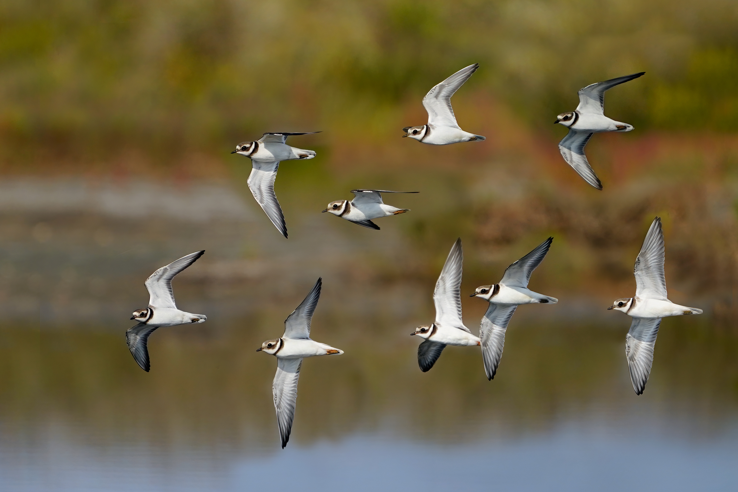 La migrazione dei corrieri grossi