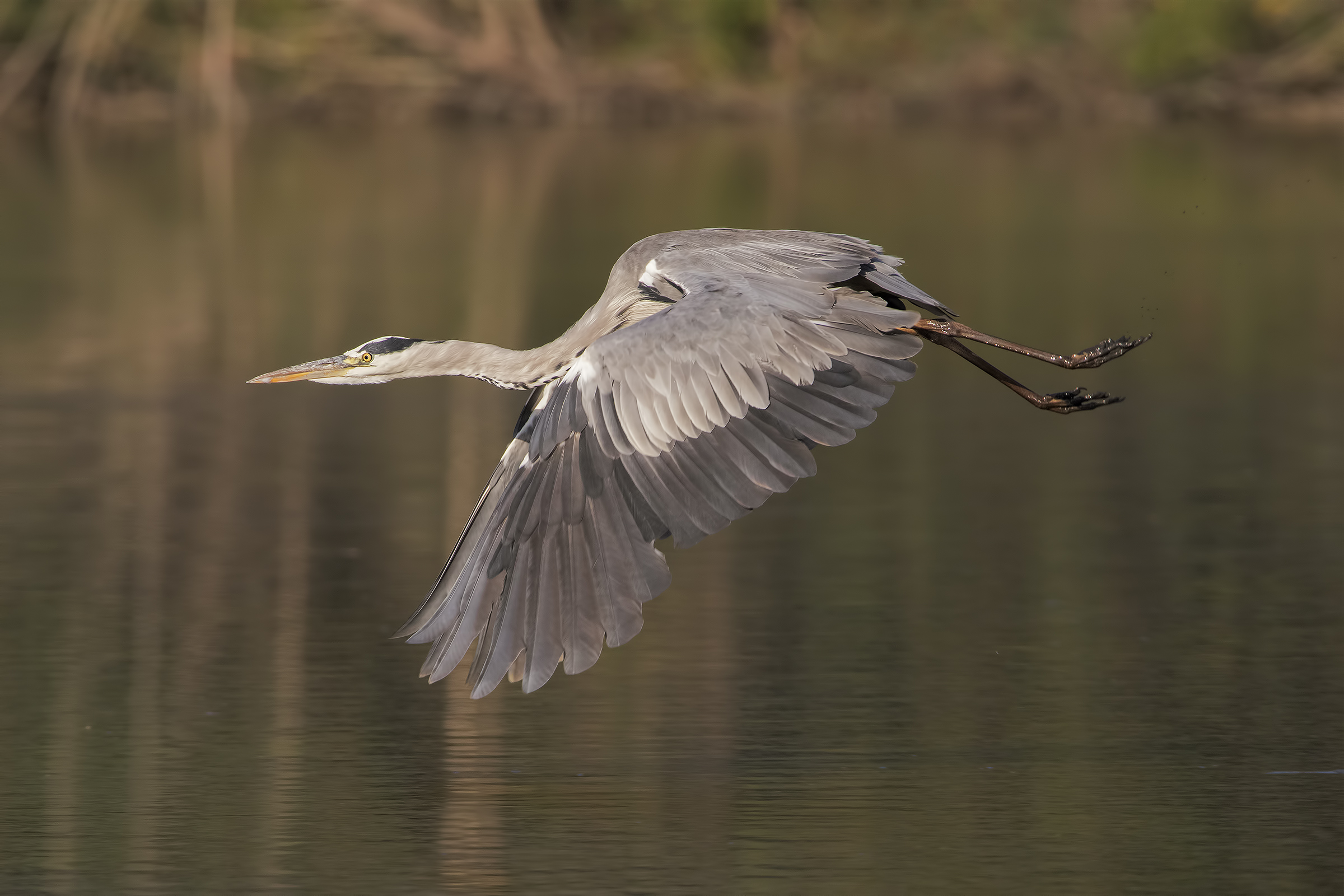 Heron Ash
