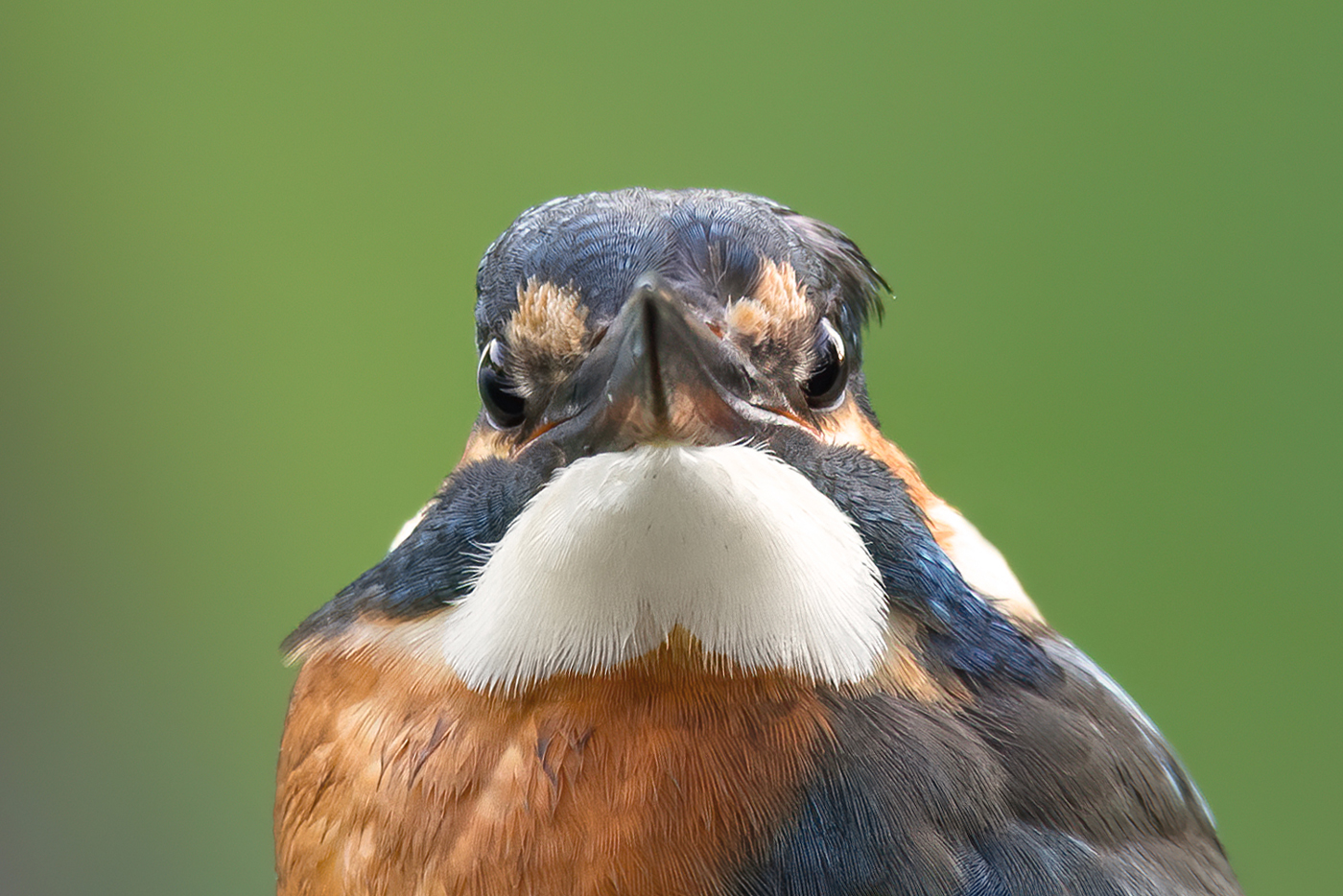 Ritaglio / ritratto del martino