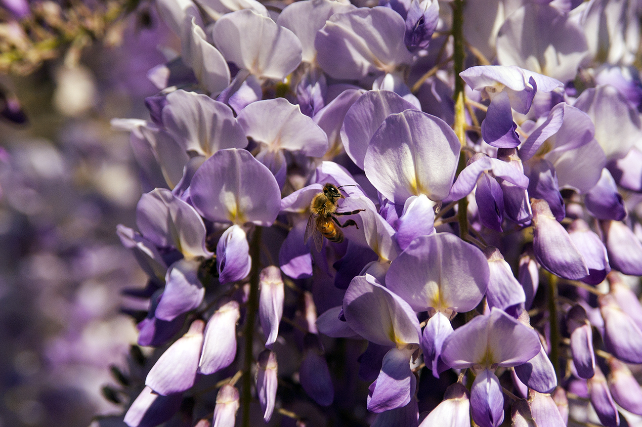 Search for the bee