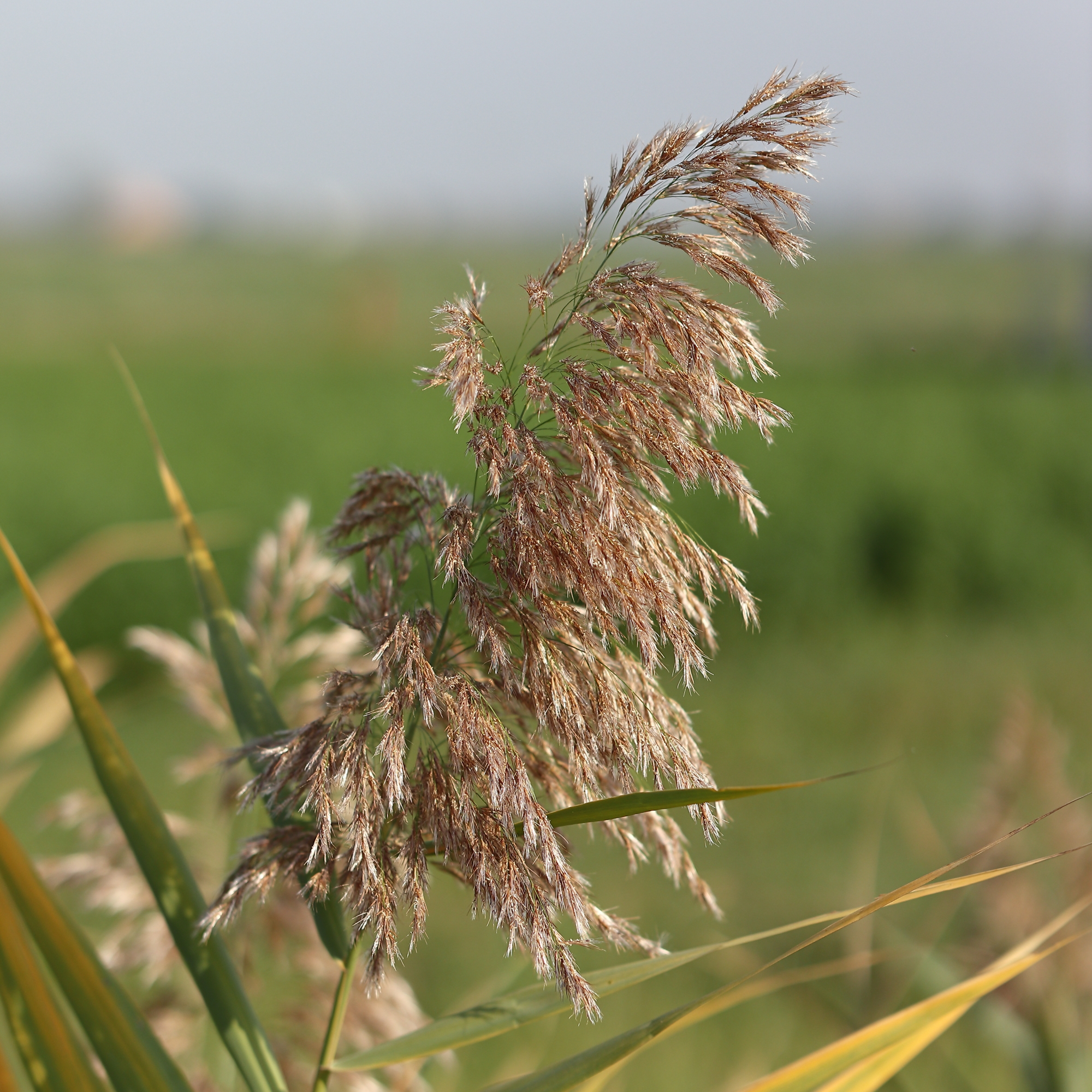 Sigma test 56 f1.4 com the EOS M6 - 10/09/2020