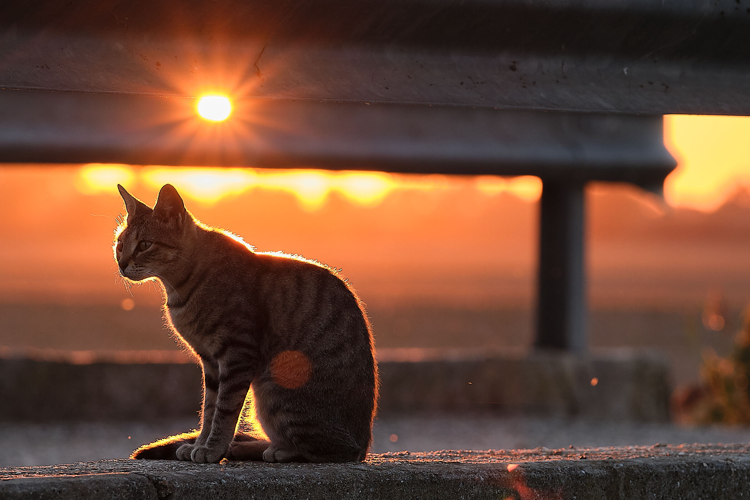 Cat at sunset