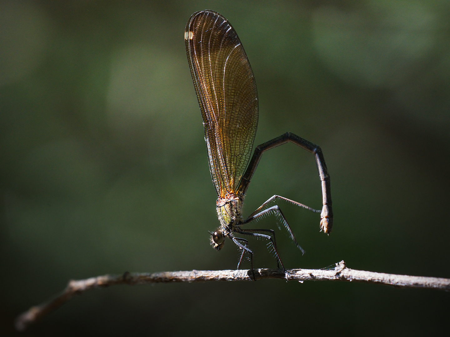 Bridesmaid (Calopteryx haemorrhoidalis female)