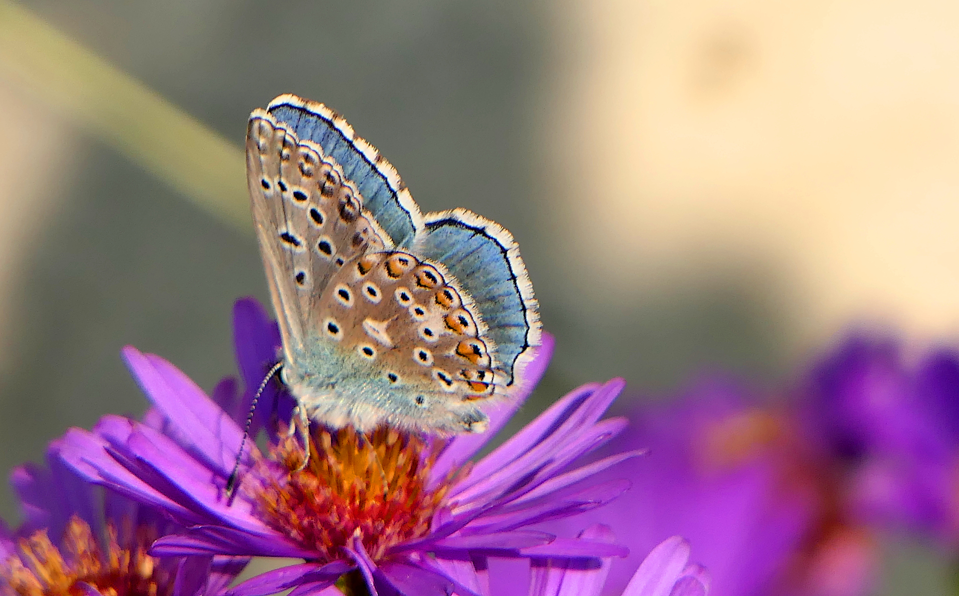 Polyommatus on Sept.