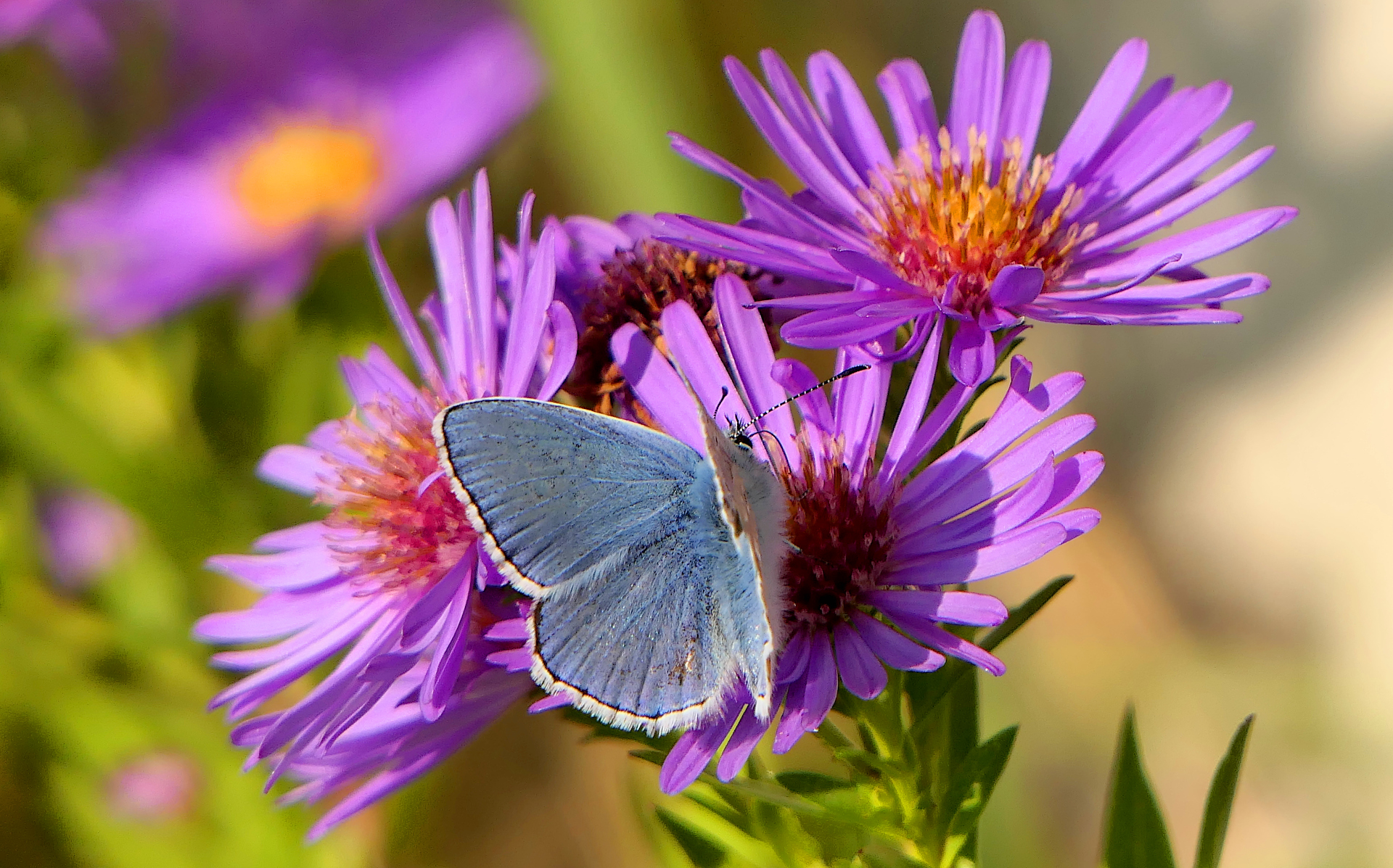Polyommatus on Sept.