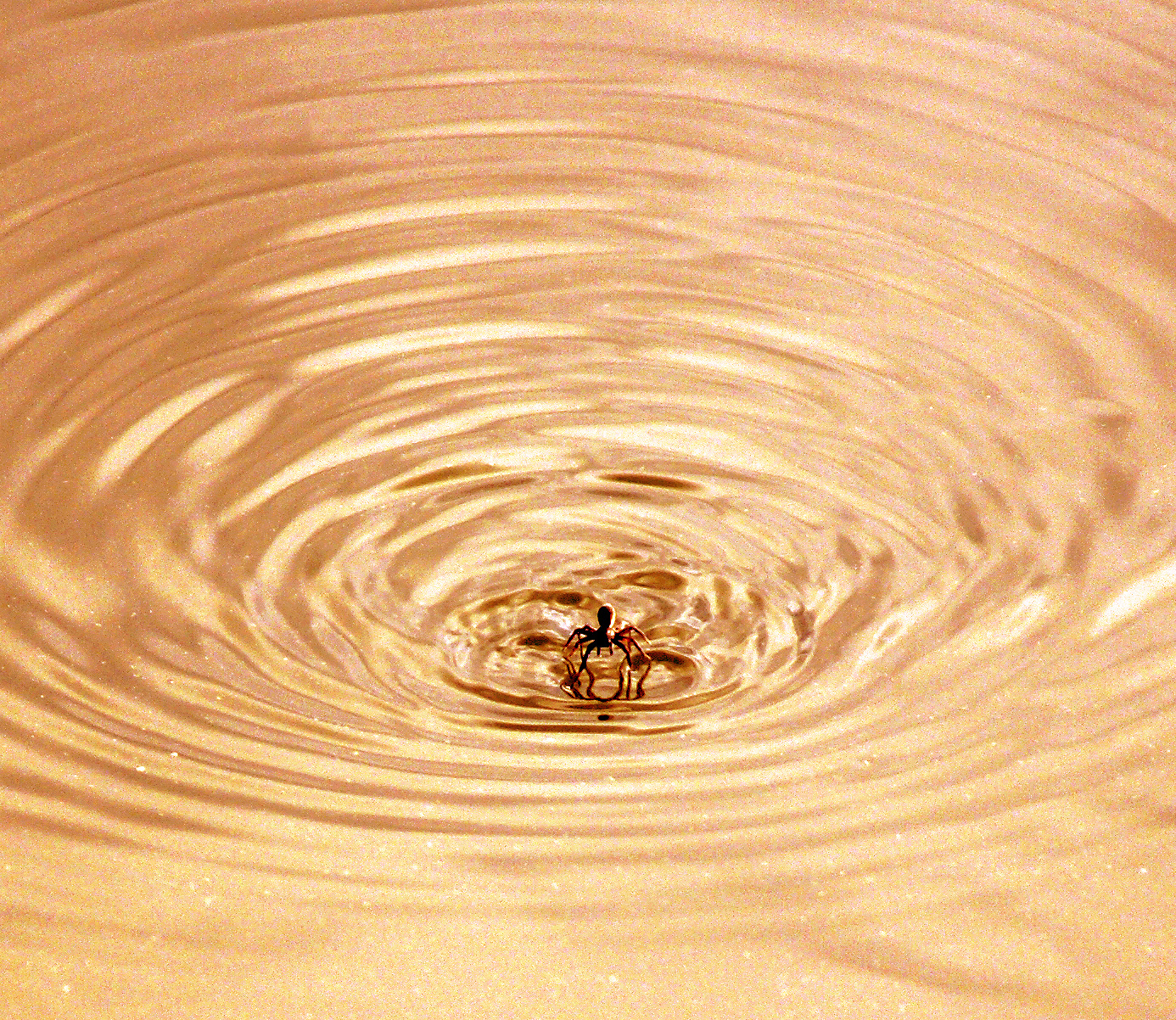 ...Ragnetto pescatore!!!