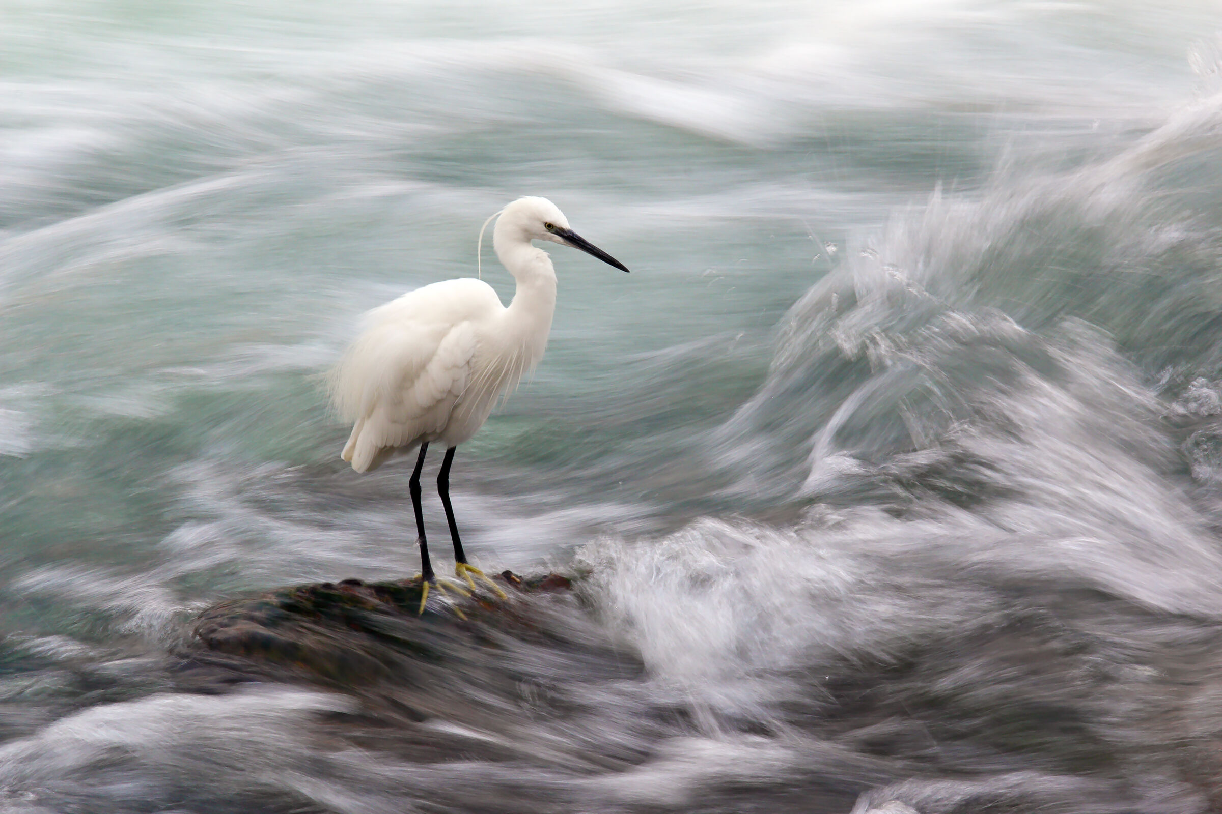 egrets