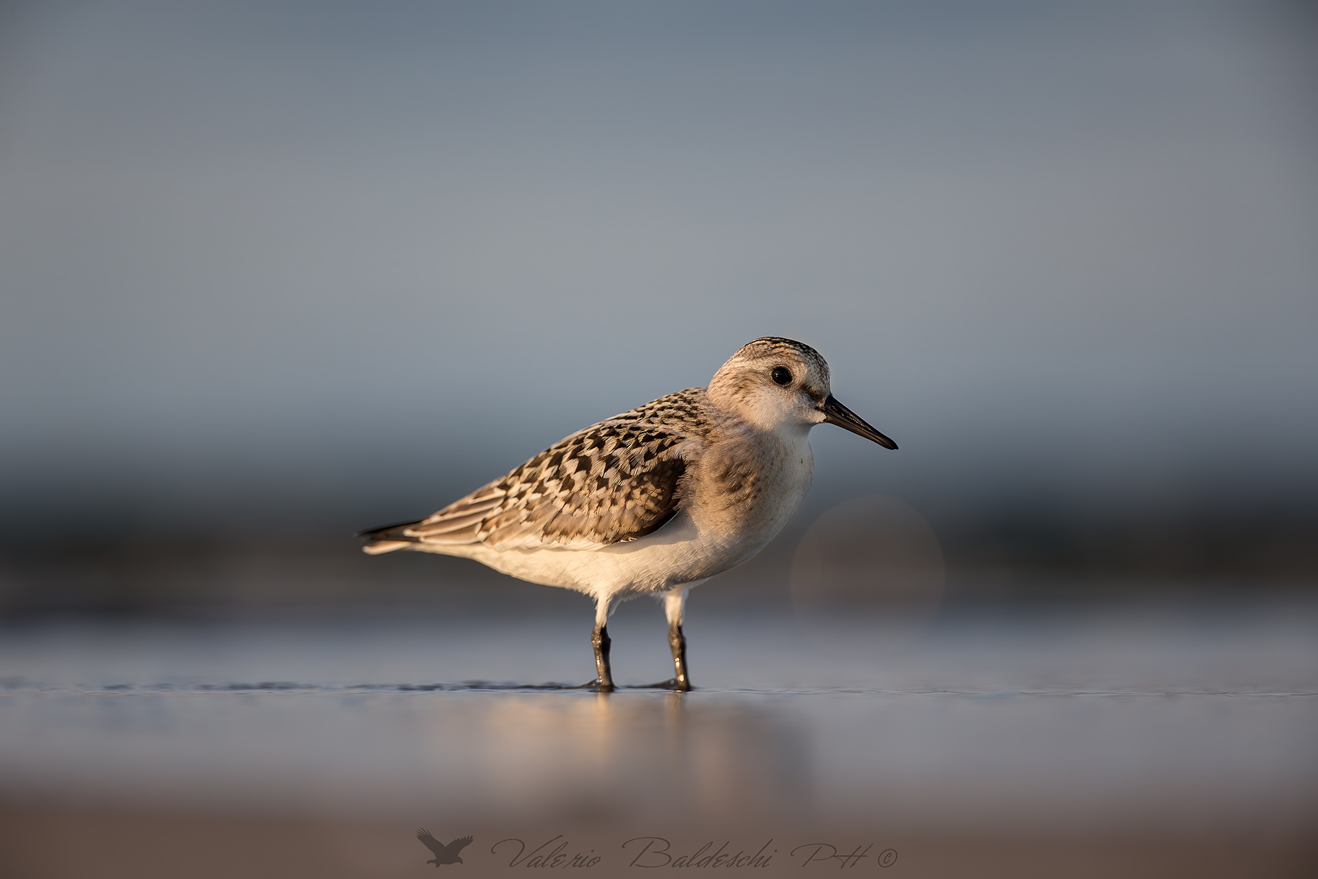 Piovanello Tridattilo