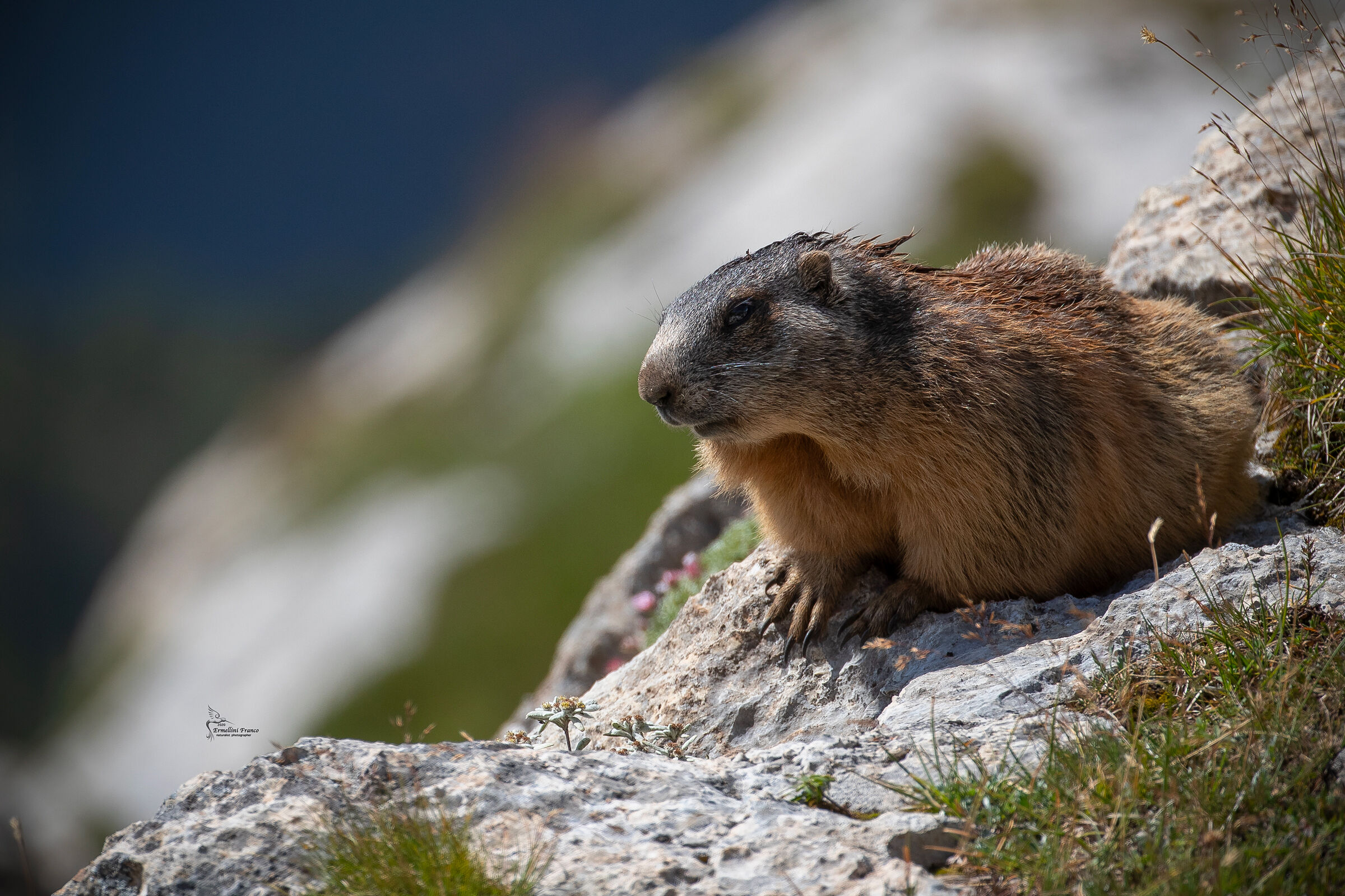 Marmotta con stella alpina