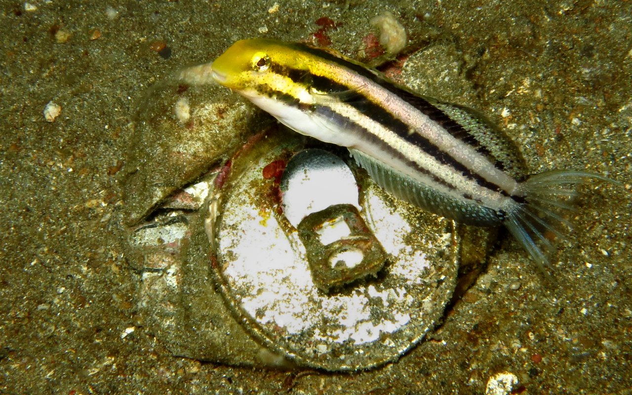 Lampada di Aladino 2