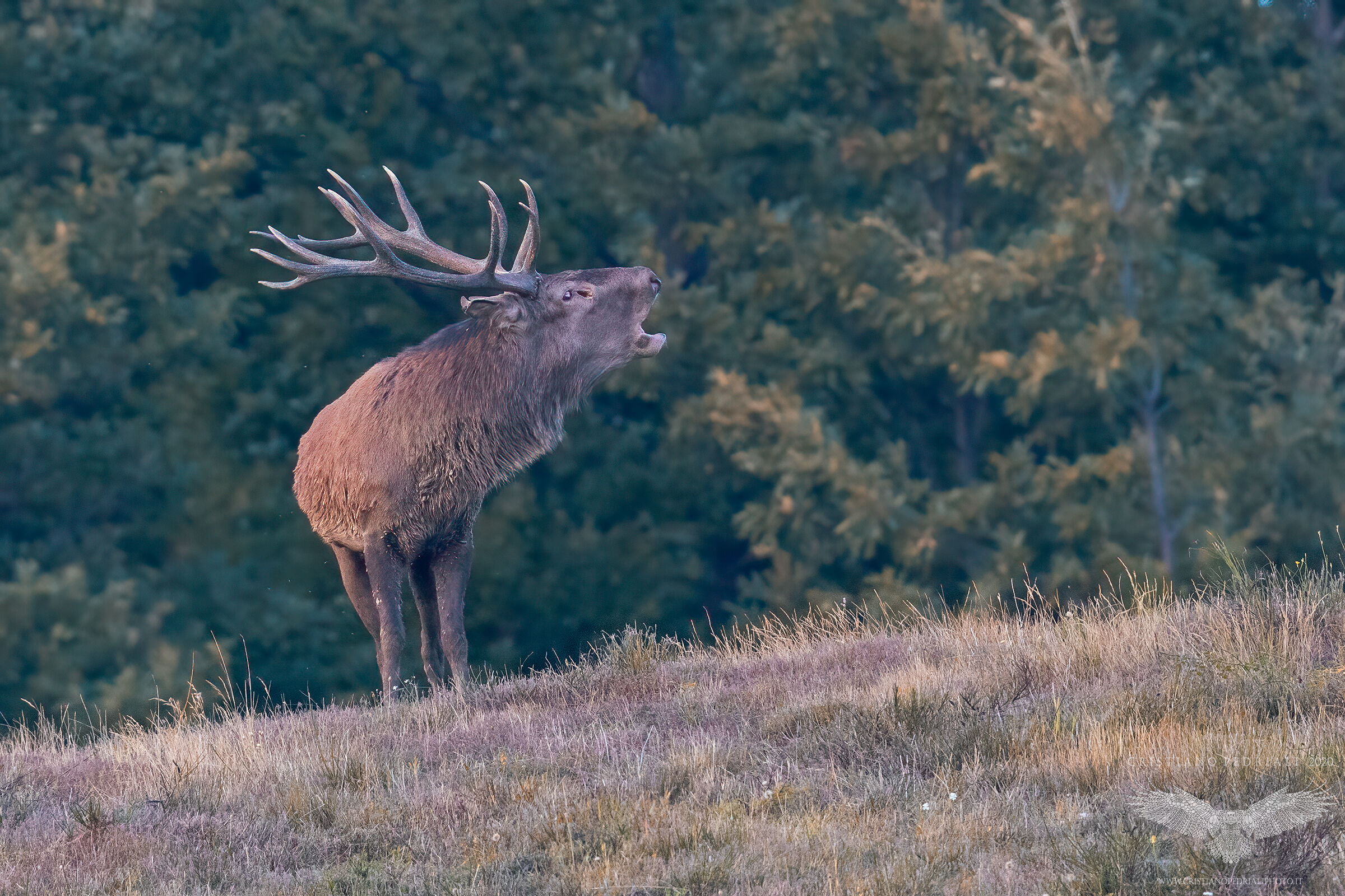 Il Re al tramonto...