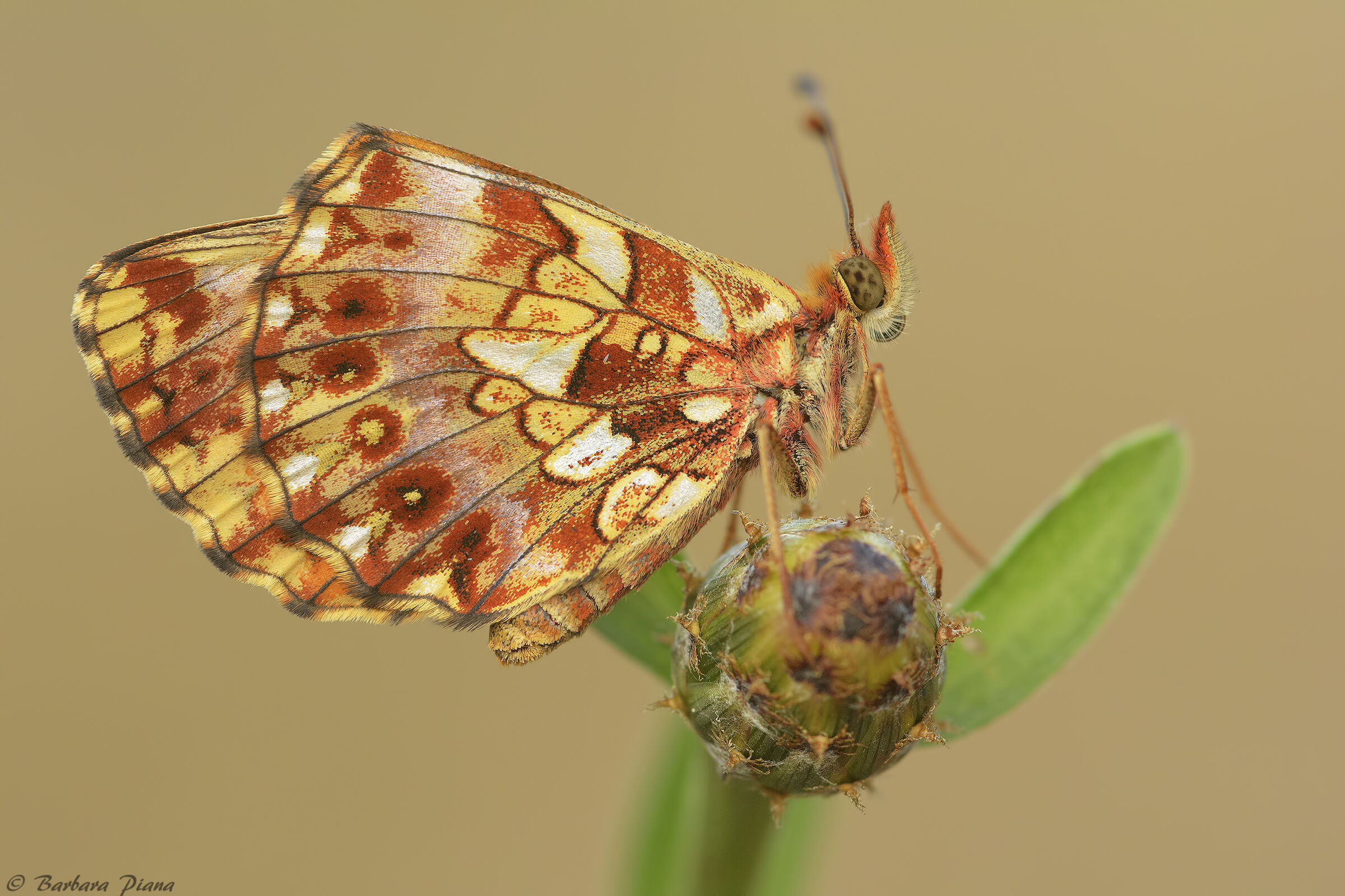Boloria dia