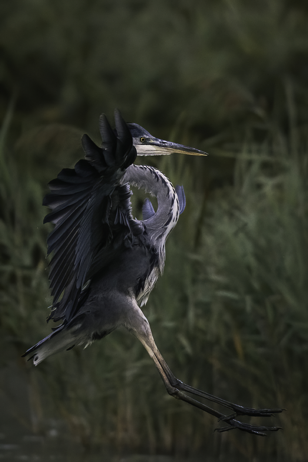 Airone cenerino "erectus"