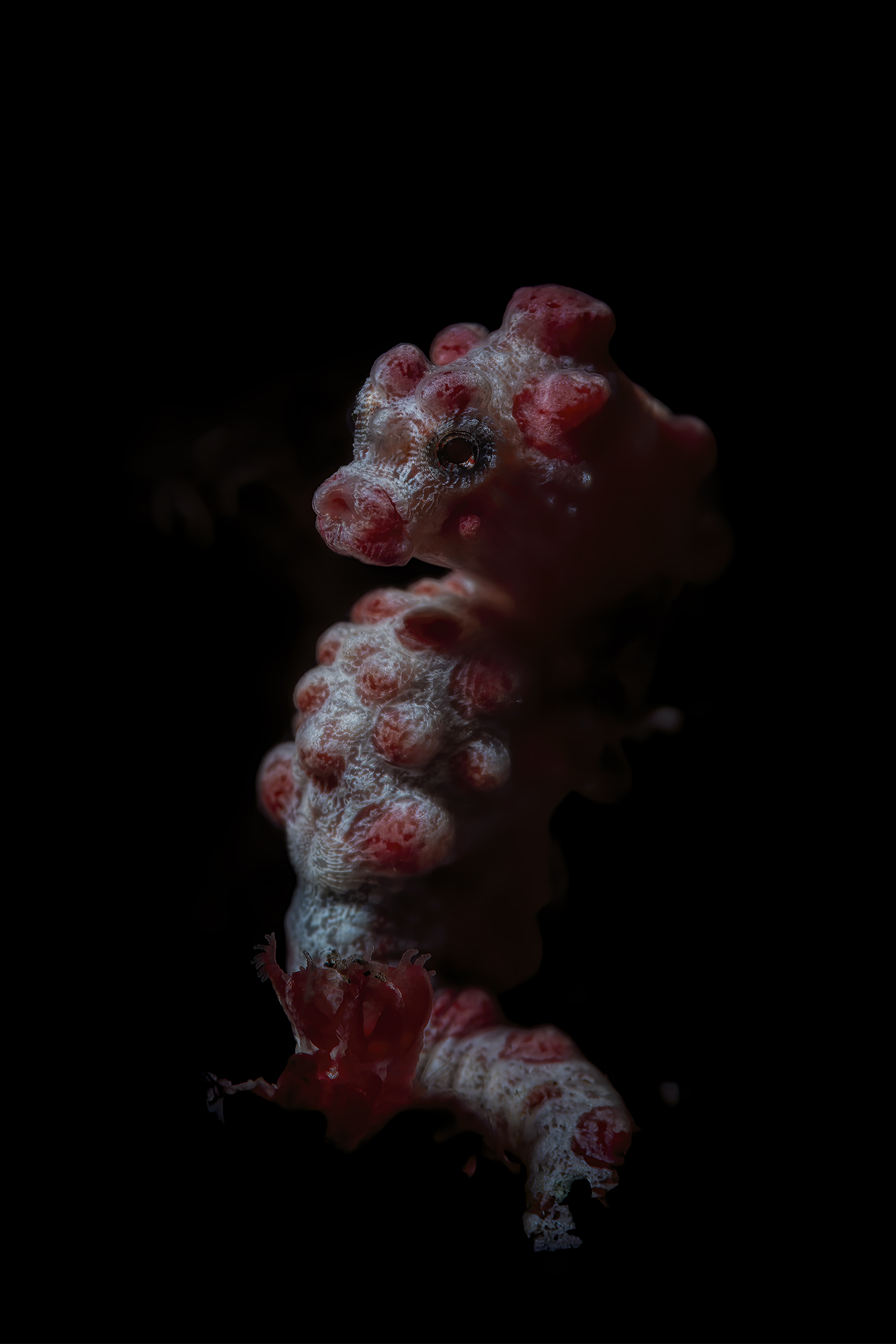 Hippocampus bargibanti,