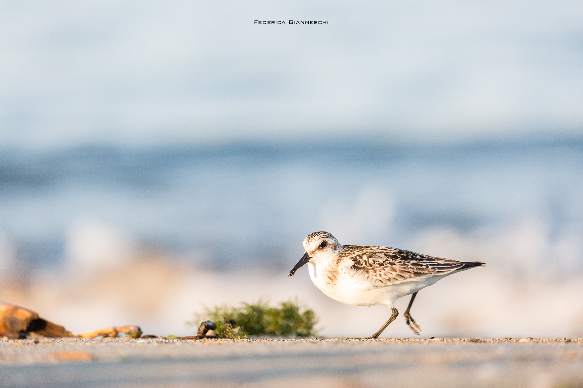 Piovanello tridattilo