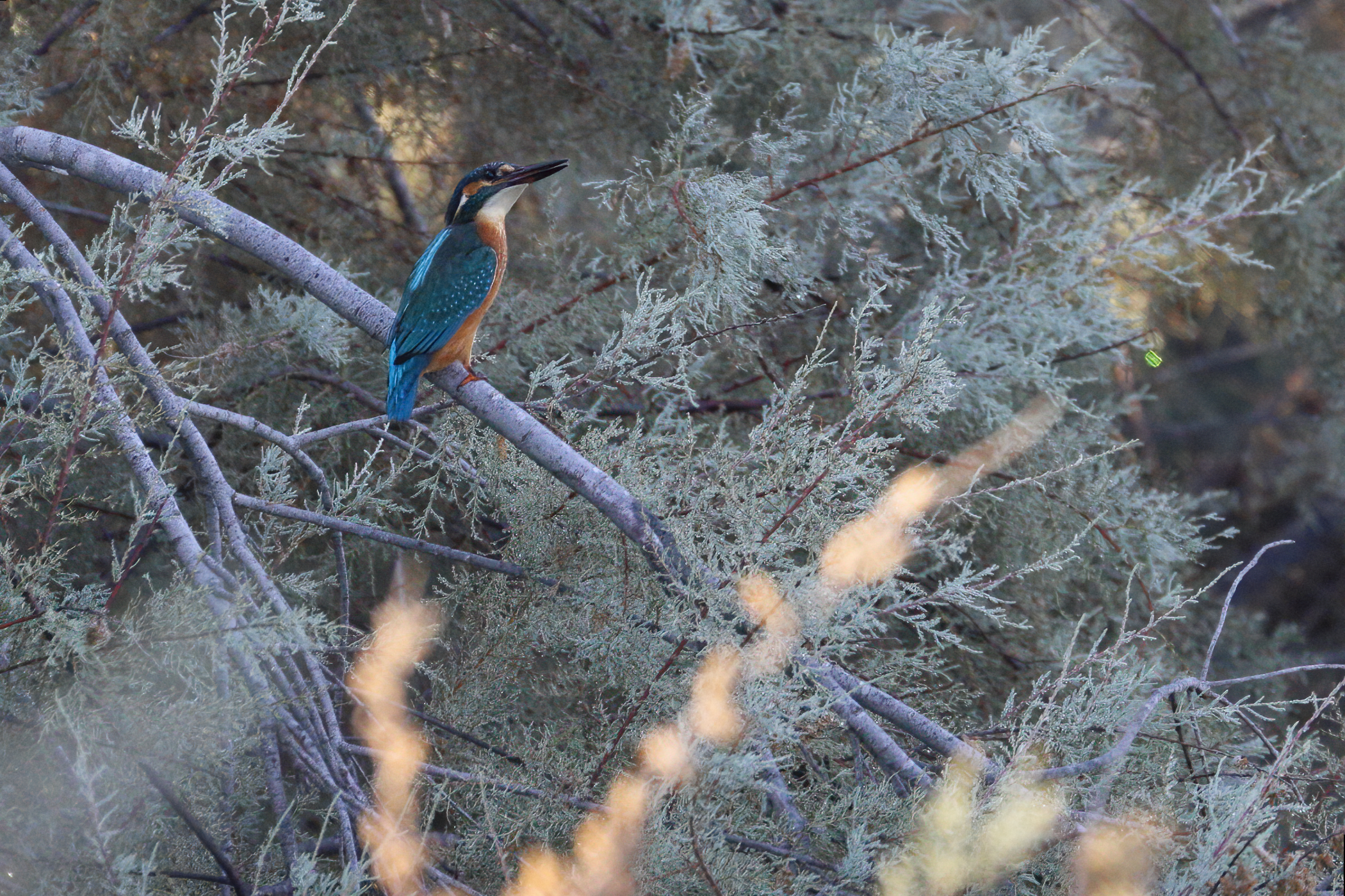 The first martin is never forgotten!