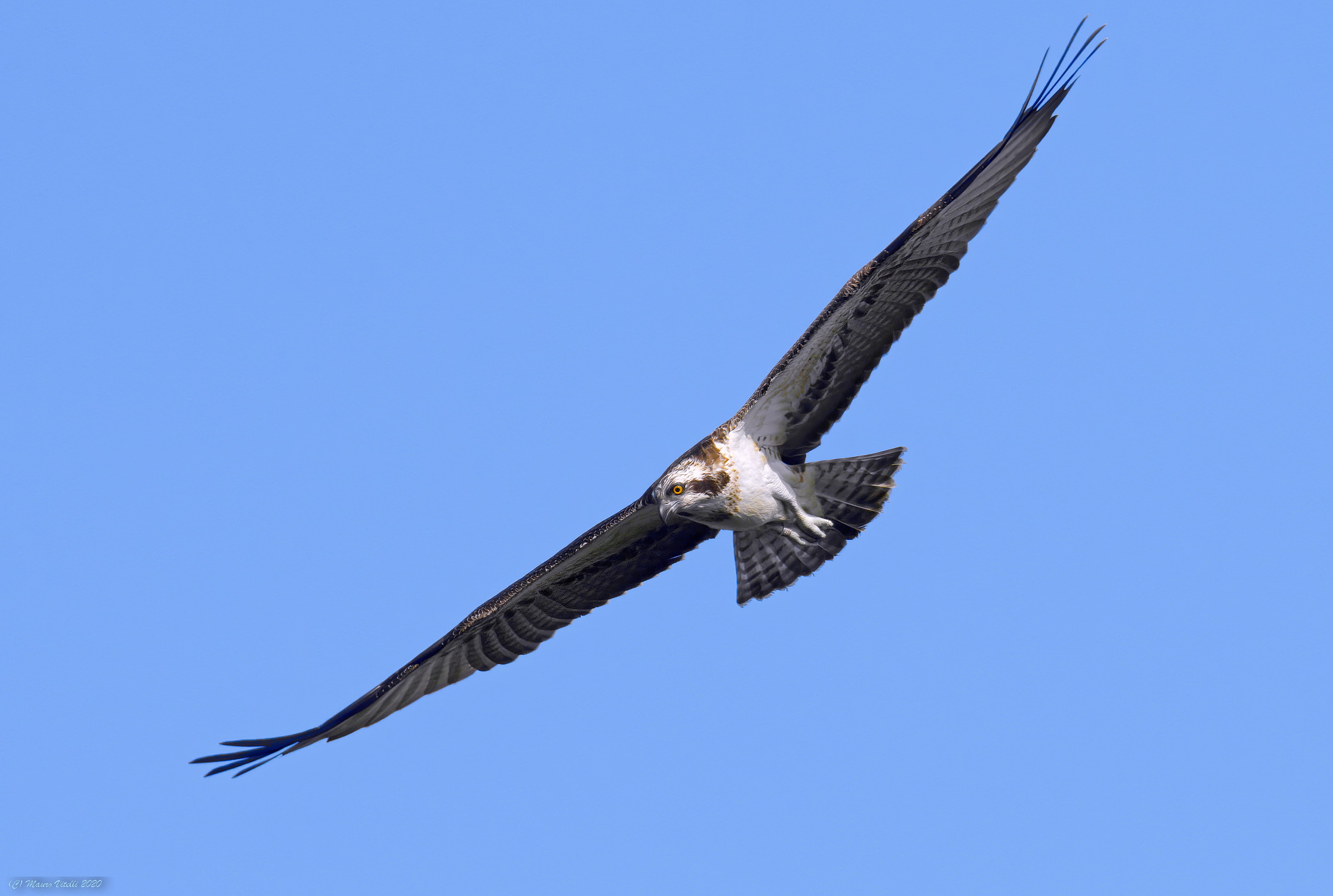 Hawker (Pandion haliaetus)