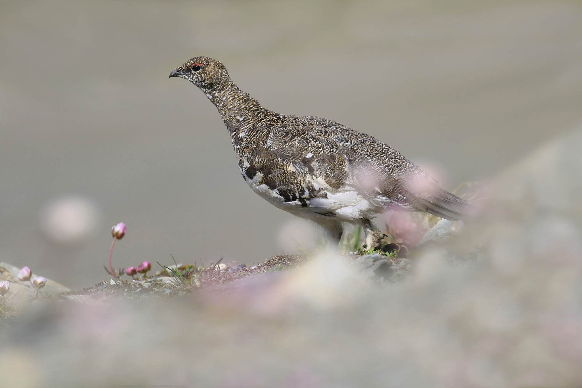 pink white partridge flowers