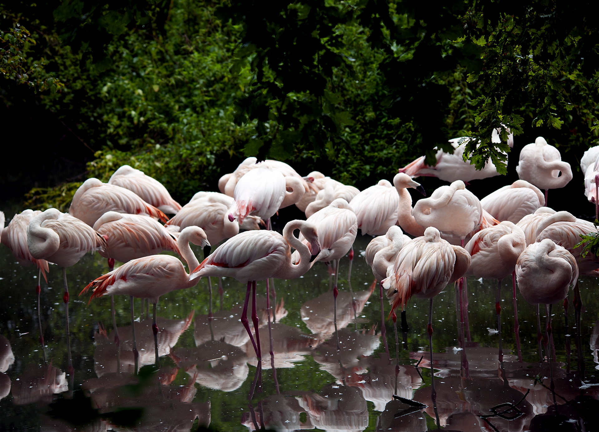 Flamingos