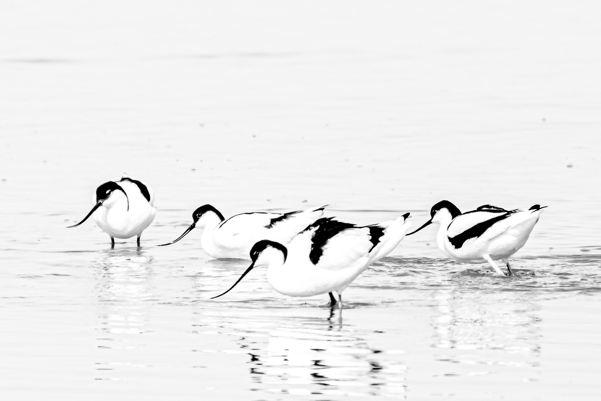 avocettes