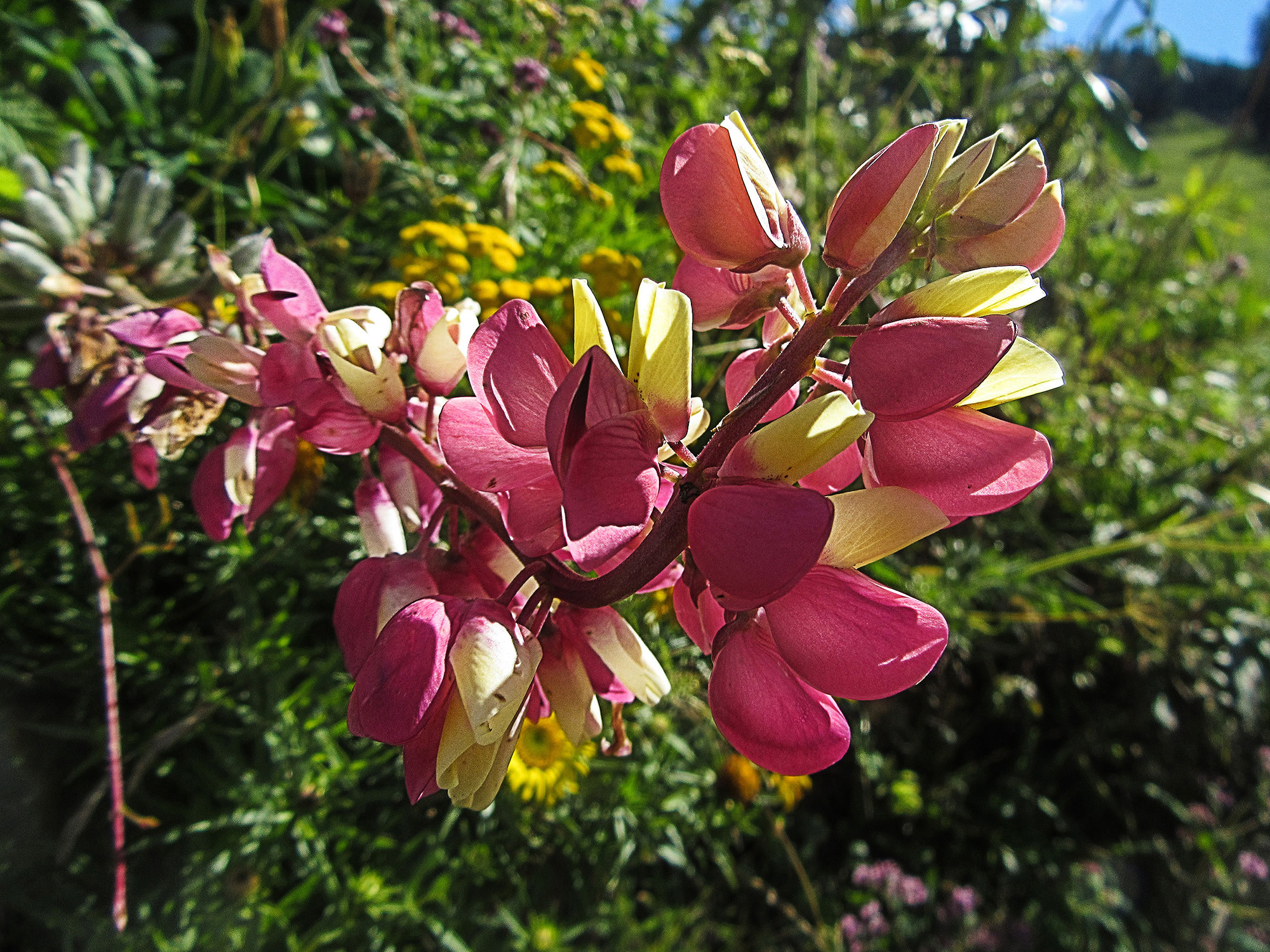 Fiore di Lupino selvatico