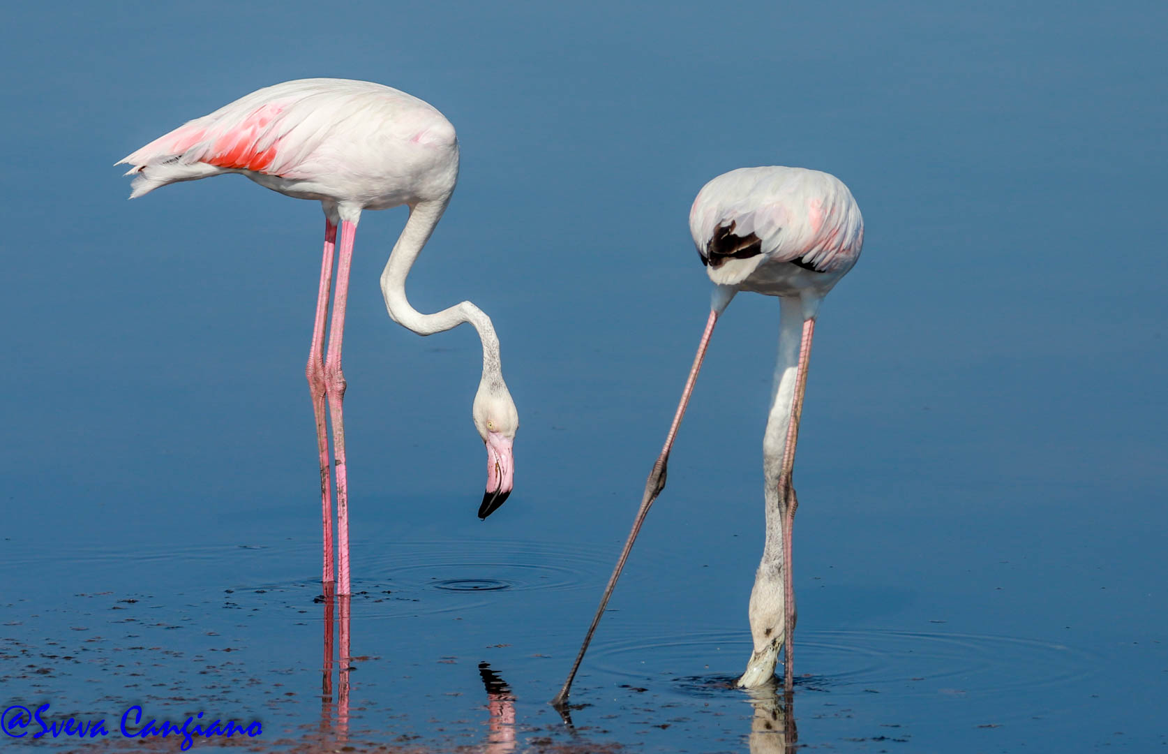 Flamingos