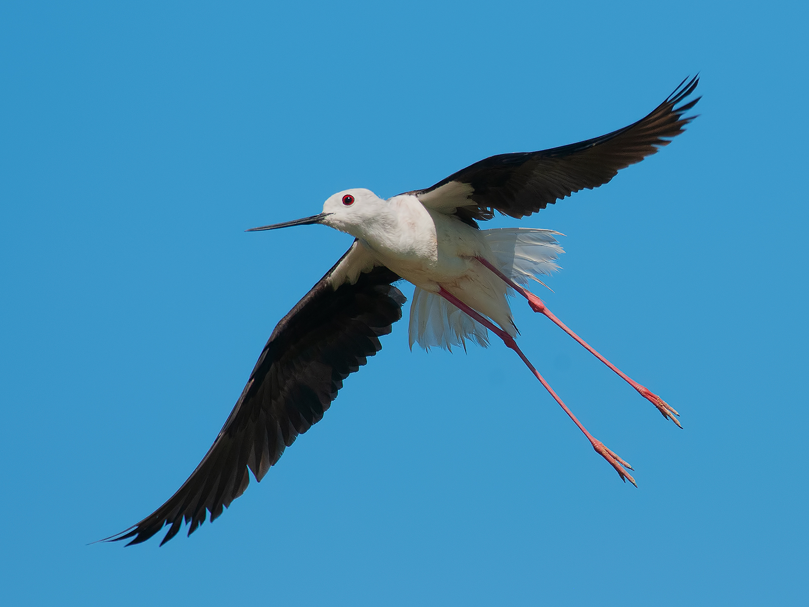 knight of Italy. (Himantopus himantopus)