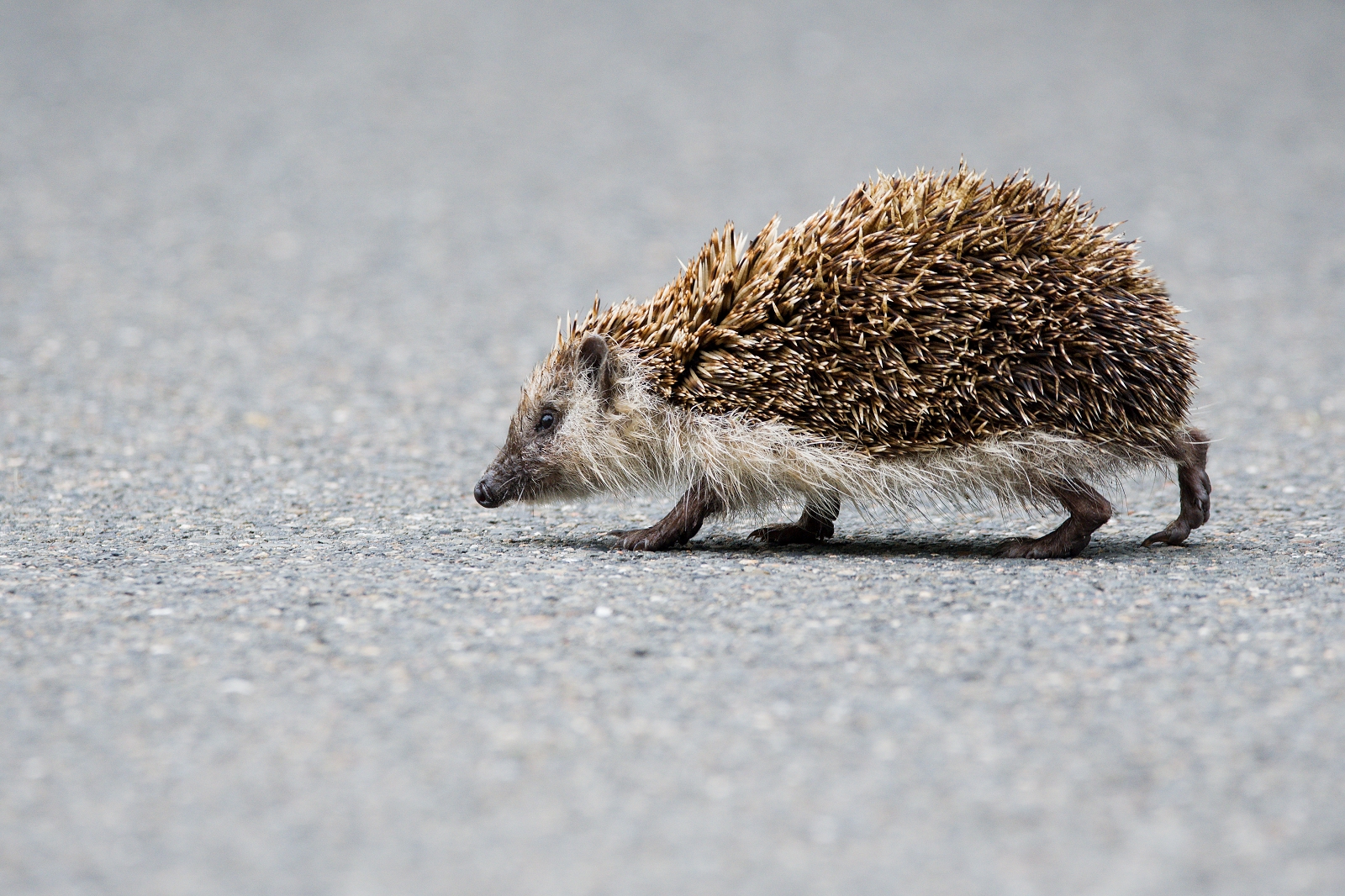 young hedgehog